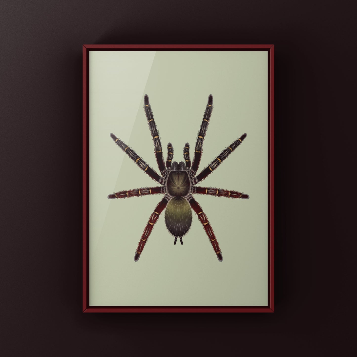 Red Skeleton Tarantula, Ephebopus Rufescens, Photographic Art Print from The Silk Ranch