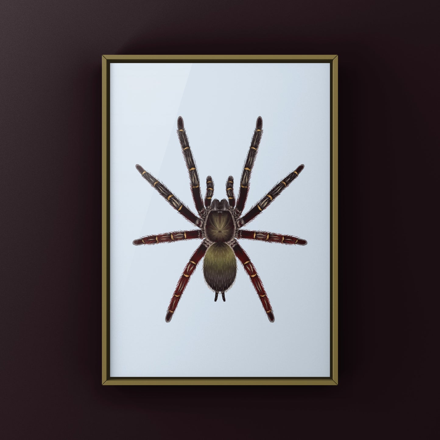 Red Skeleton Tarantula, Ephebopus Rufescens, Photographic Art Print from The Silk Ranch