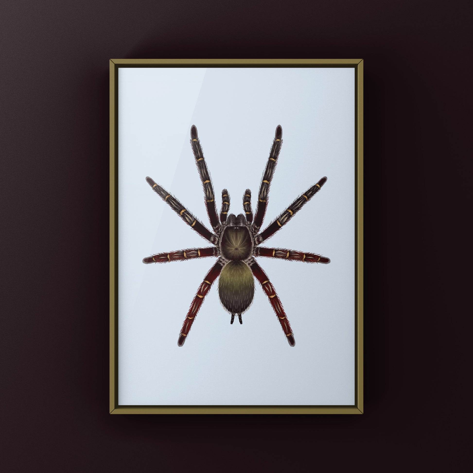 Red Skeleton Tarantula, Ephebopus Rufescens, Photographic Art Print from The Silk Ranch