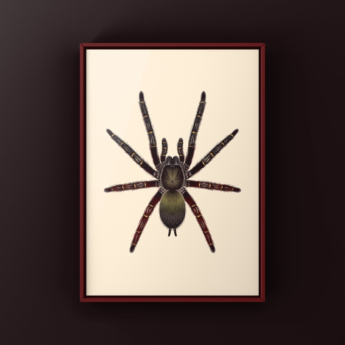 Red Skeleton Tarantula, Ephebopus Rufescens, Photographic Art Print from The Silk Ranch