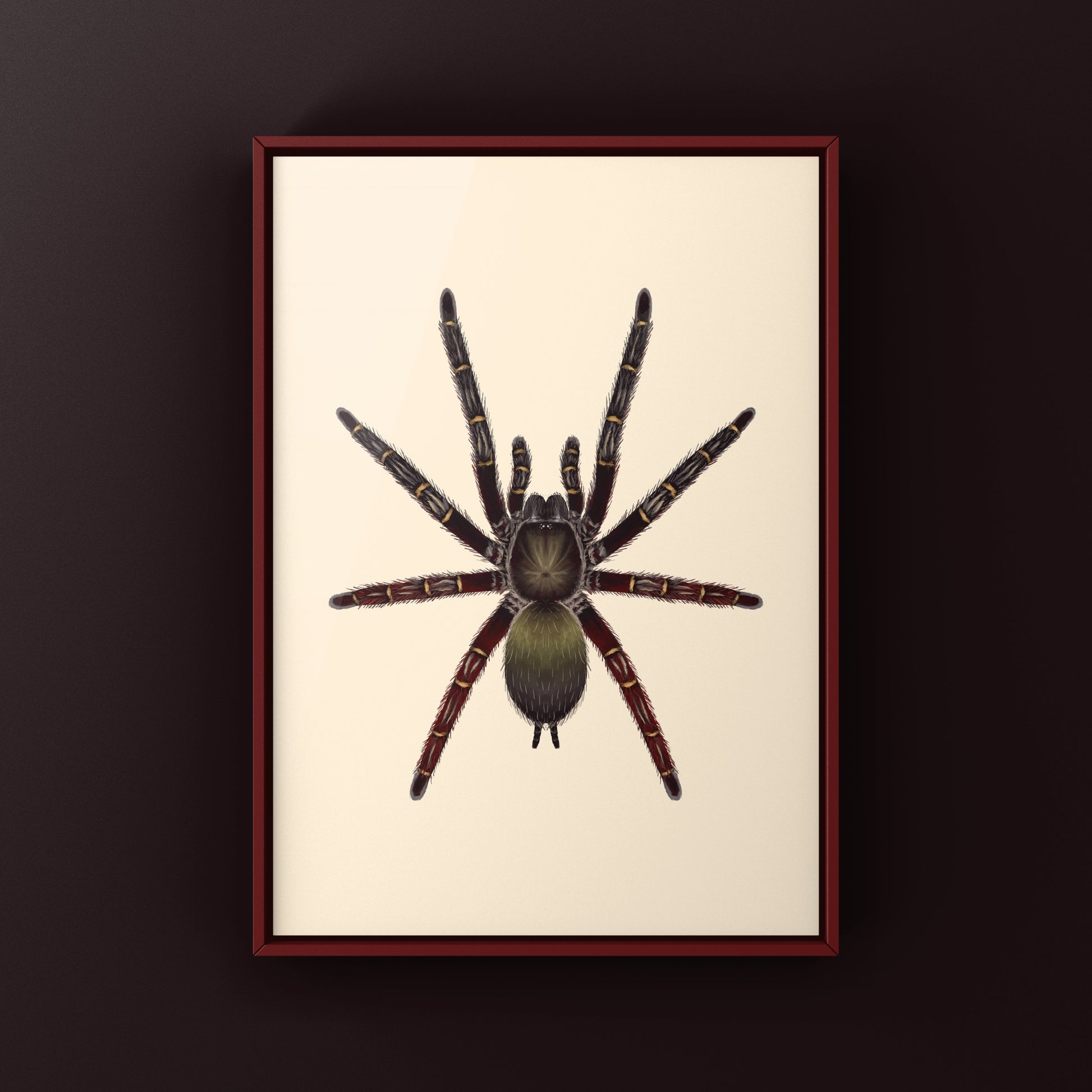 Red Skeleton Tarantula, Ephebopus Rufescens, Photographic Art Print from The Silk Ranch