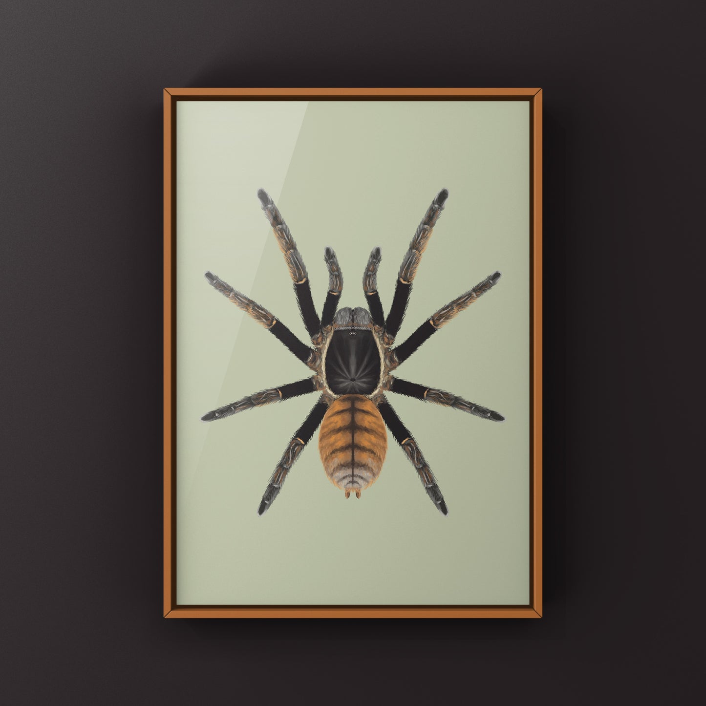 Thai Golden Fringe Tarantula, Ornithoctonus Aureotibialis, Photographic Art Print from The Silk Ranch