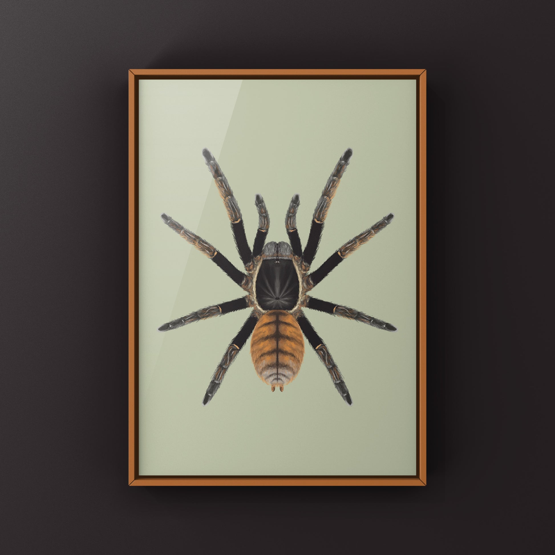 Thai Golden Fringe Tarantula, Ornithoctonus Aureotibialis, Photographic Art Print from The Silk Ranch