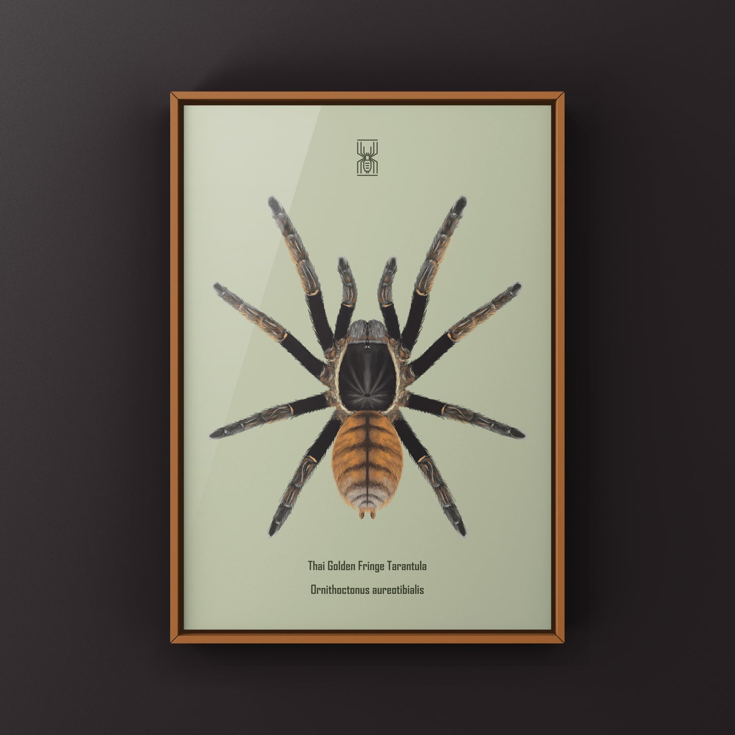 Thai Golden Fringe Tarantula, Ornithoctonus Aureotibialis, Photographic Art Print from The Silk Ranch