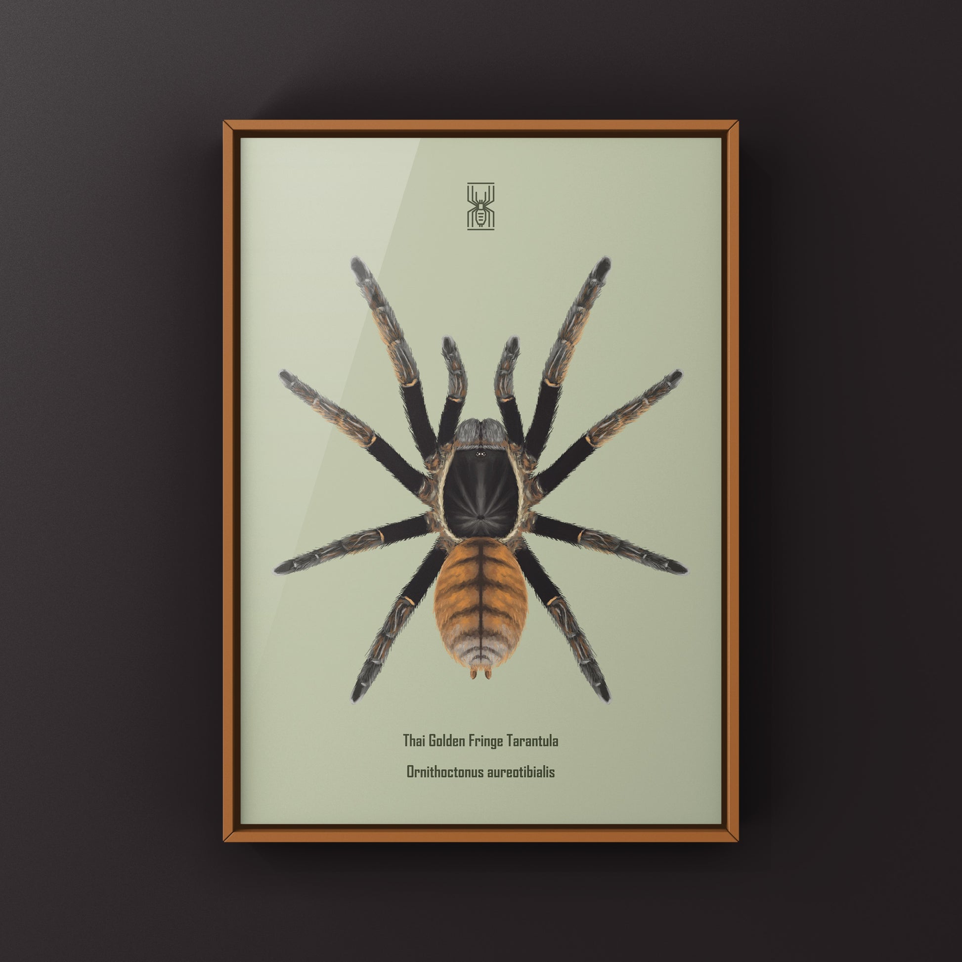Thai Golden Fringe Tarantula, Ornithoctonus Aureotibialis, Photographic Art Print from The Silk Ranch