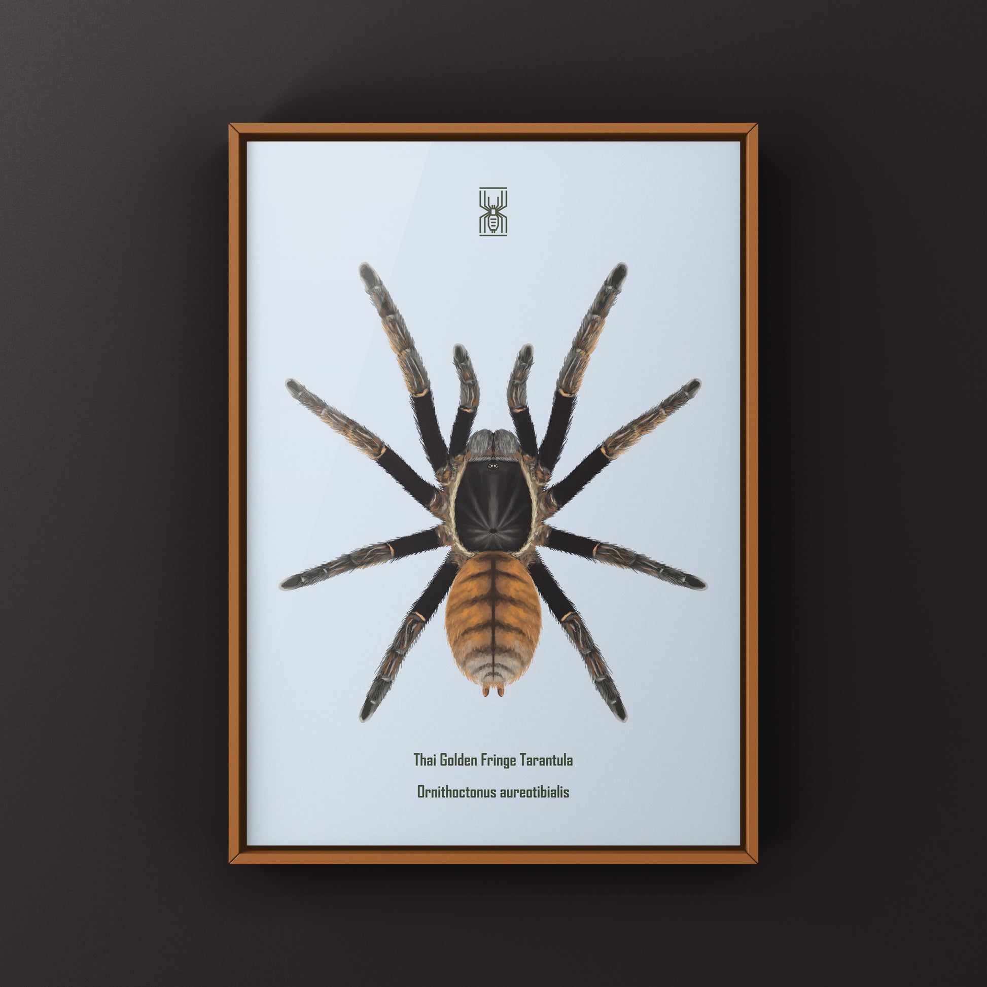 Thai Golden Fringe Tarantula, Ornithoctonus Aureotibialis, Photographic Art Print from The Silk Ranch