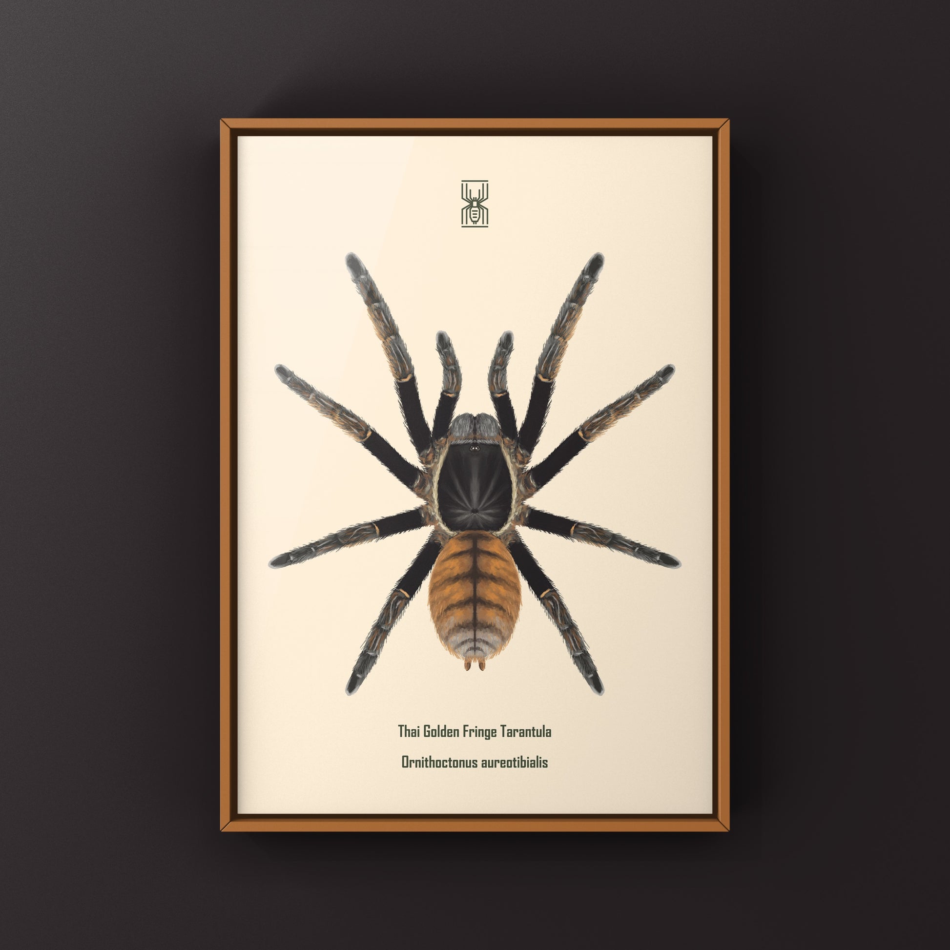 Thai Golden Fringe Tarantula, Ornithoctonus Aureotibialis, Photographic Art Print from The Silk Ranch
