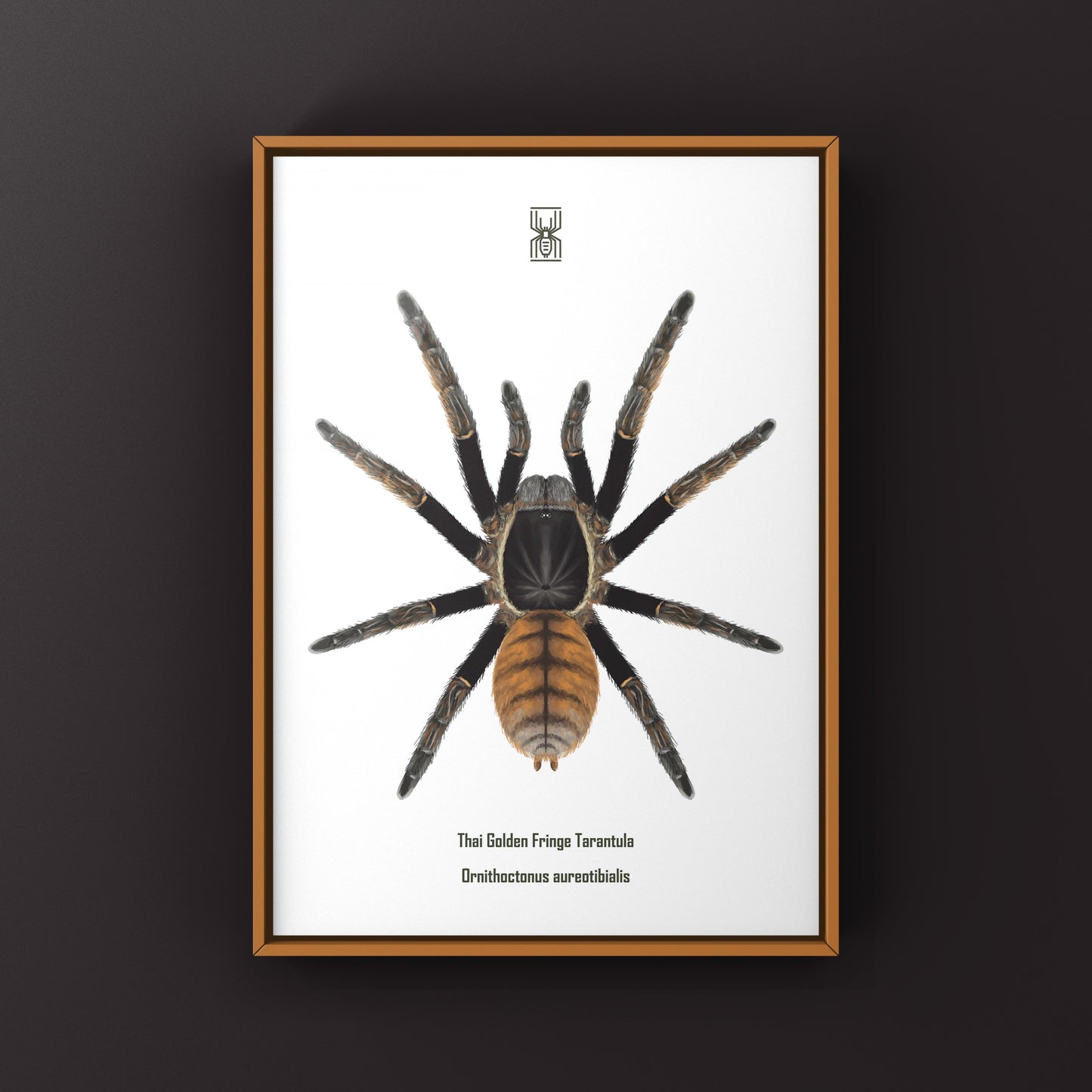 Thai Golden Fringe Tarantula, Ornithoctonus Aureotibialis, Photographic Art Print from The Silk Ranch