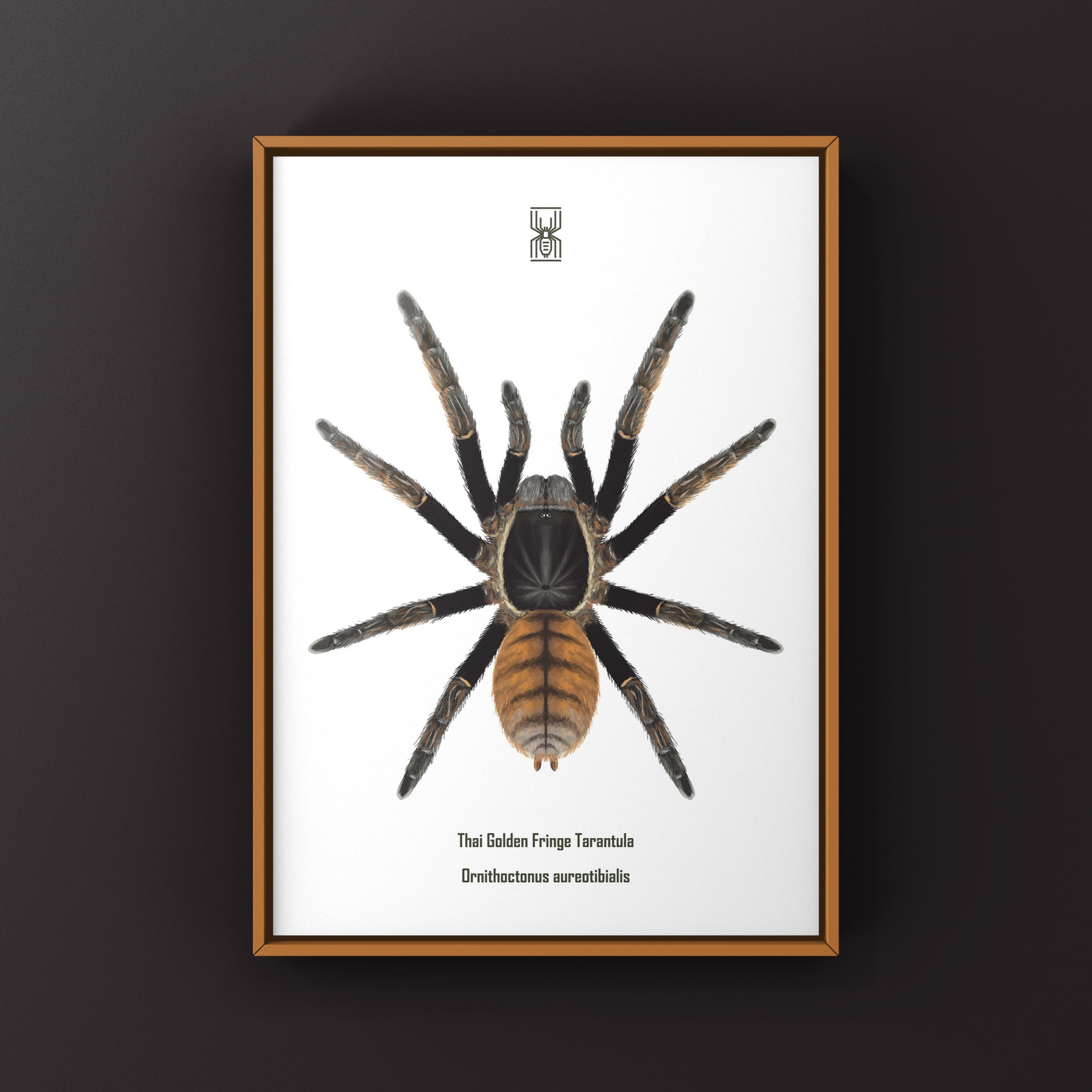 Thai Golden Fringe Tarantula, Ornithoctonus Aureotibialis, Photographic Art Print from The Silk Ranch