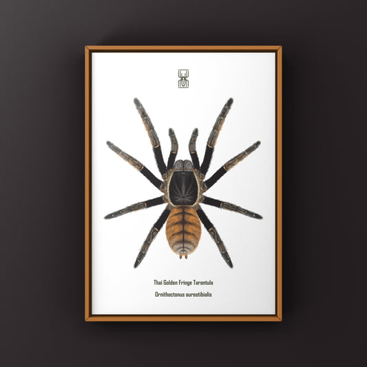 Thai Golden Fringe Tarantula, Ornithoctonus Aureotibialis, Photographic Art Print from The Silk Ranch