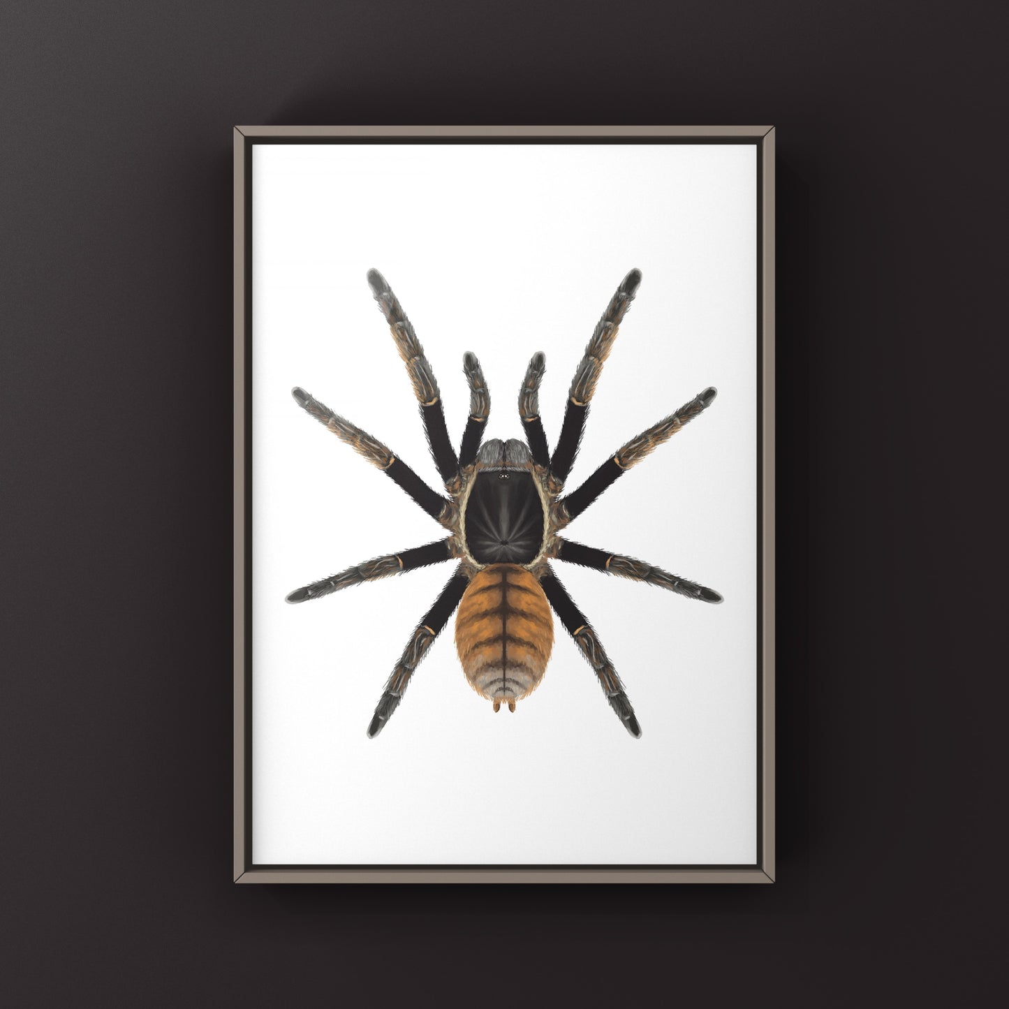 Thai Golden Fringe Tarantula, Ornithoctonus Aureotibialis, Photographic Art Print from The Silk Ranch