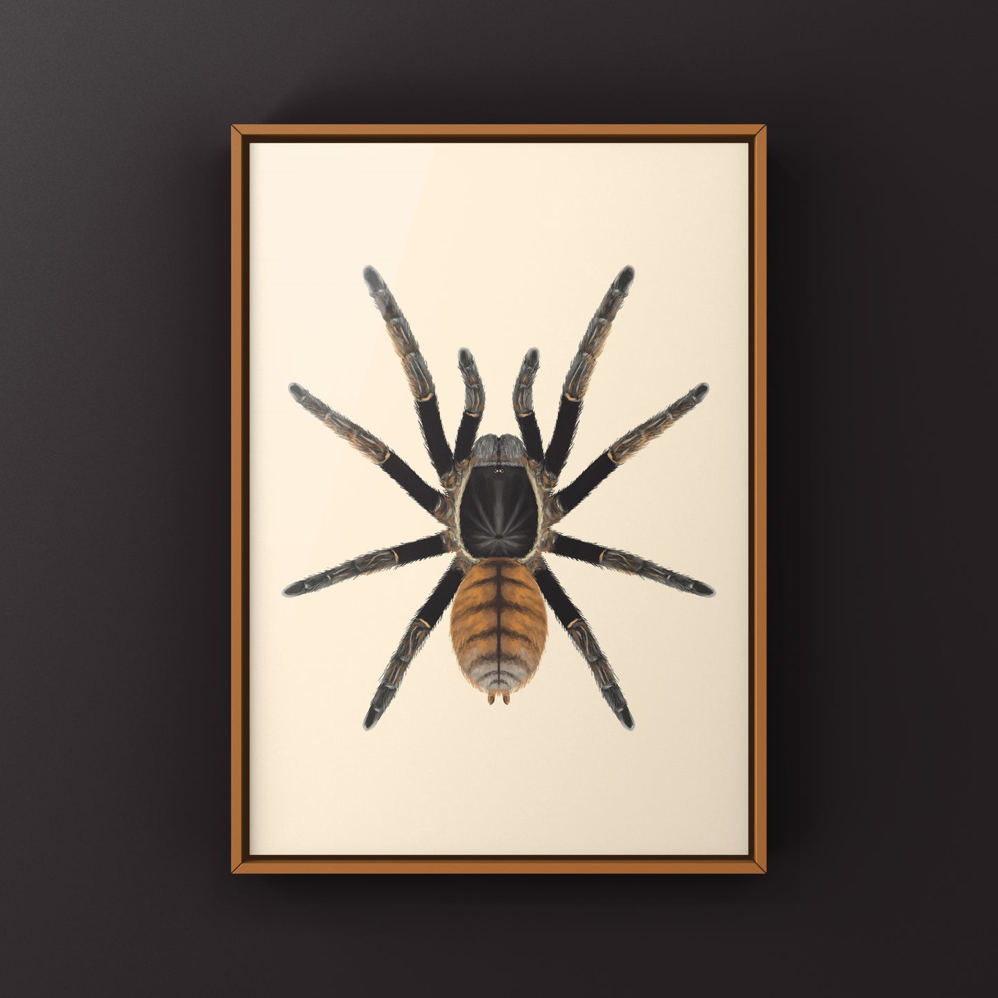 Thai Golden Fringe Tarantula, Ornithoctonus Aureotibialis, Photographic Art Print from The Silk Ranch