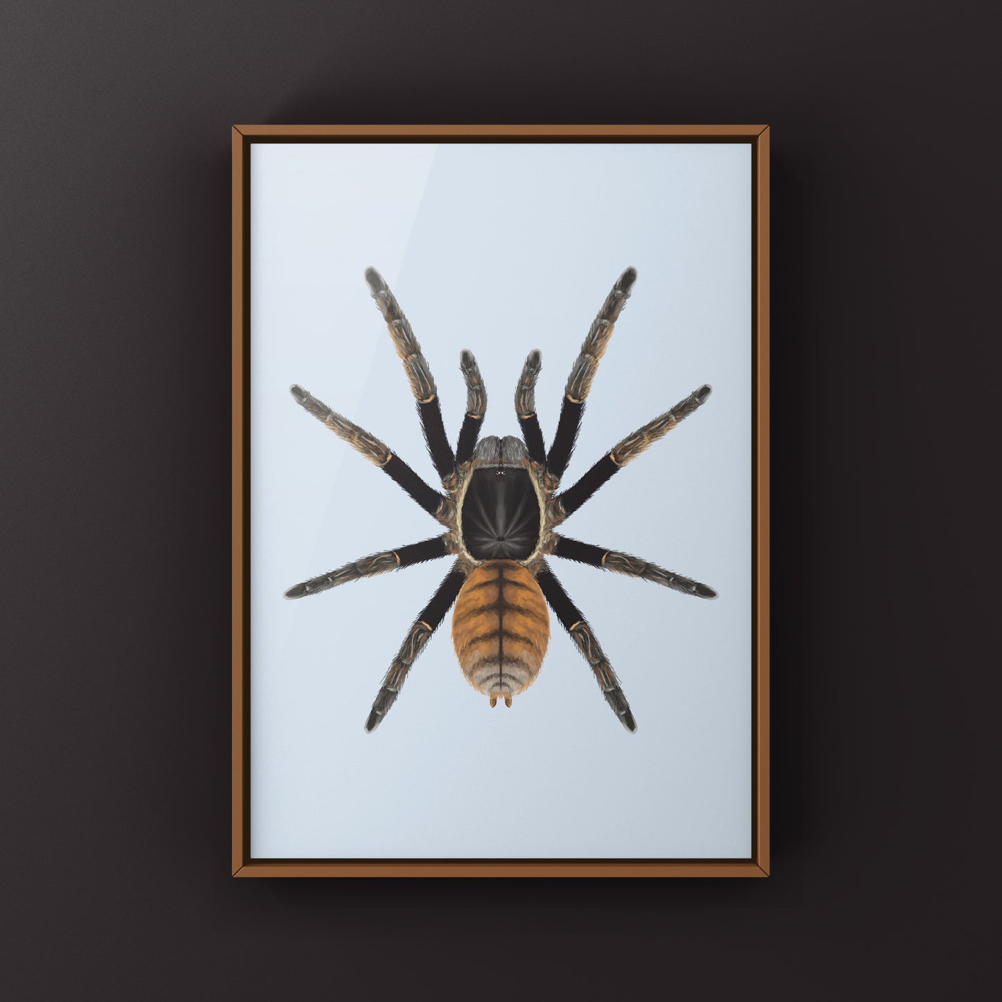 Thai Golden Fringe Tarantula, Ornithoctonus Aureotibialis, Photographic Art Print from The Silk Ranch