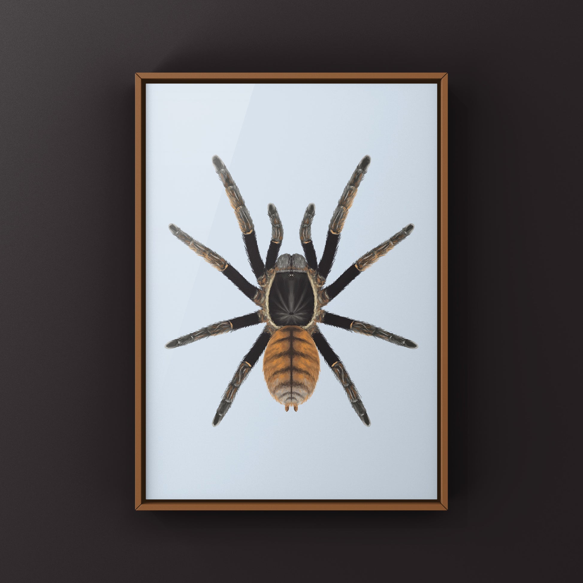 Thai Golden Fringe Tarantula, Ornithoctonus Aureotibialis, Photographic Art Print from The Silk Ranch