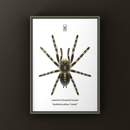 Lowland Ivory Ornamental Tarantula, Poecilotheria Subfusca ‘Lowland’, Photographic Art Print from The Silk Ranch