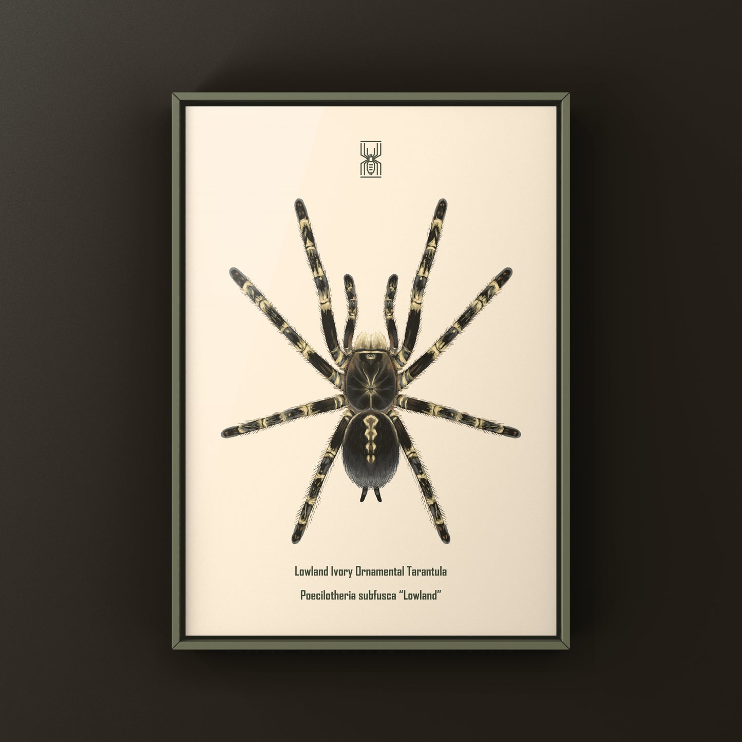 Lowland Ivory Ornamental Tarantula, Poecilotheria Subfusca ‘Lowland’, Photographic Art Print from The Silk Ranch