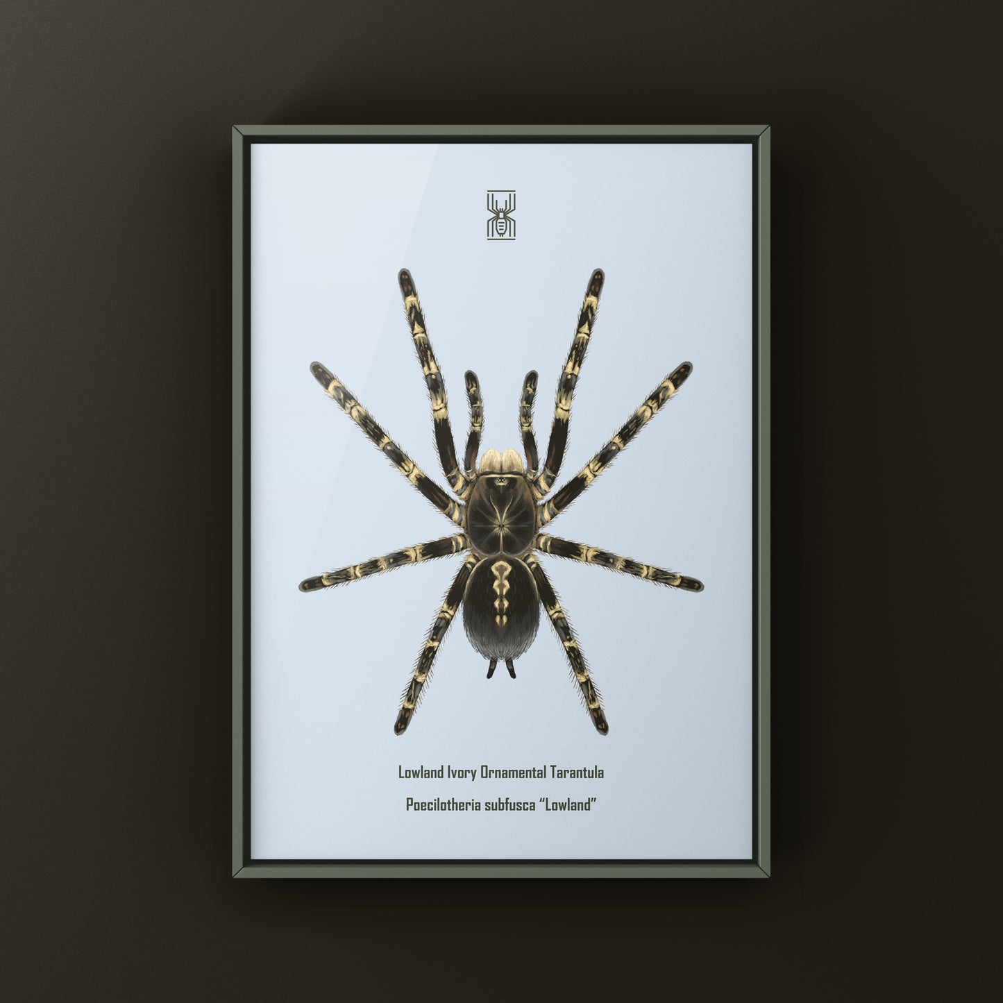 Lowland Ivory Ornamental Tarantula, Poecilotheria Subfusca ‘Lowland’, Photographic Art Print from The Silk Ranch