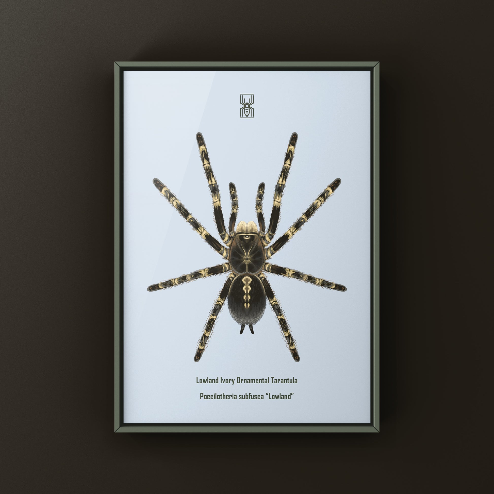 Lowland Ivory Ornamental Tarantula, Poecilotheria Subfusca ‘Lowland’, Photographic Art Print from The Silk Ranch