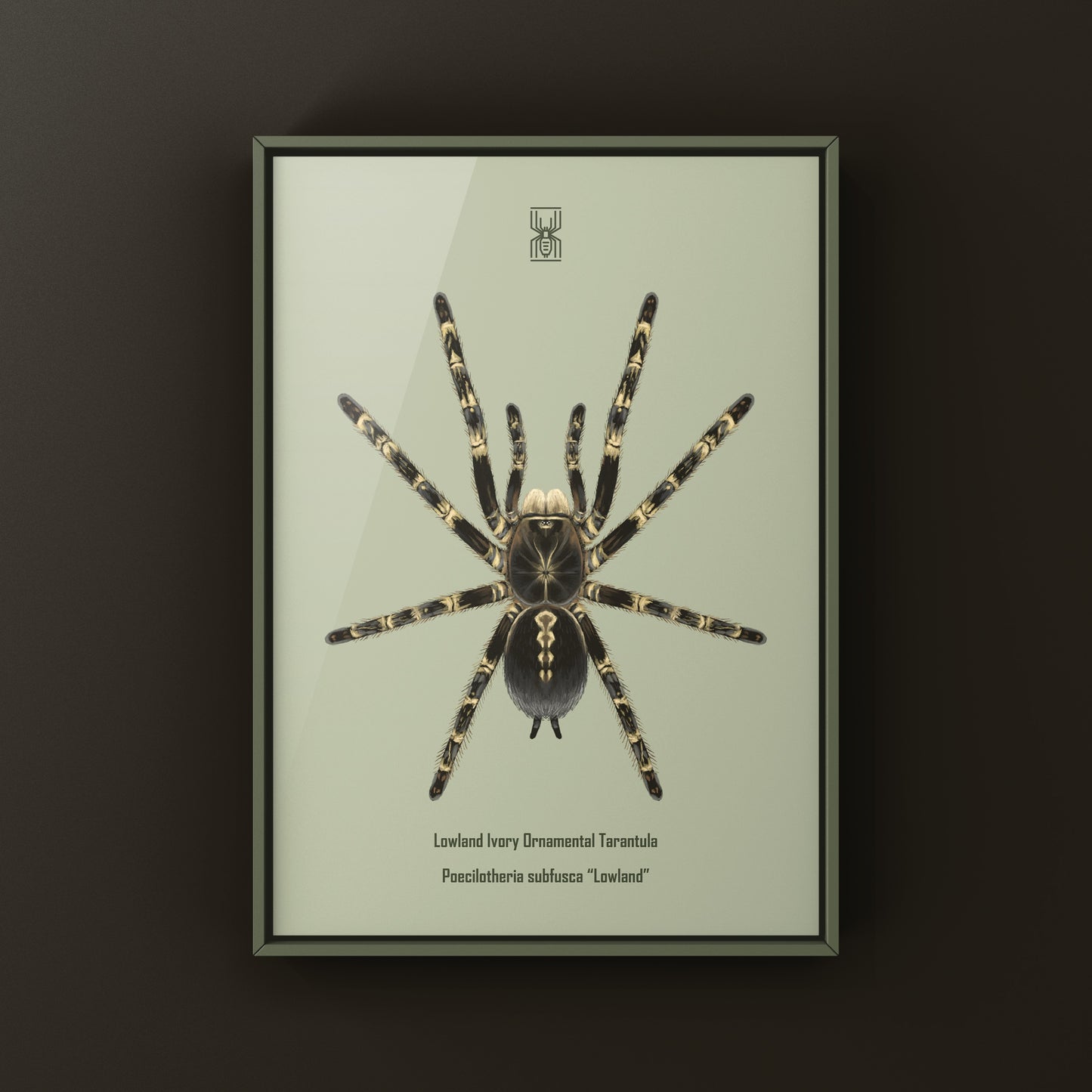 Lowland Ivory Ornamental Tarantula, Poecilotheria Subfusca ‘Lowland’, Photographic Art Print from The Silk Ranch