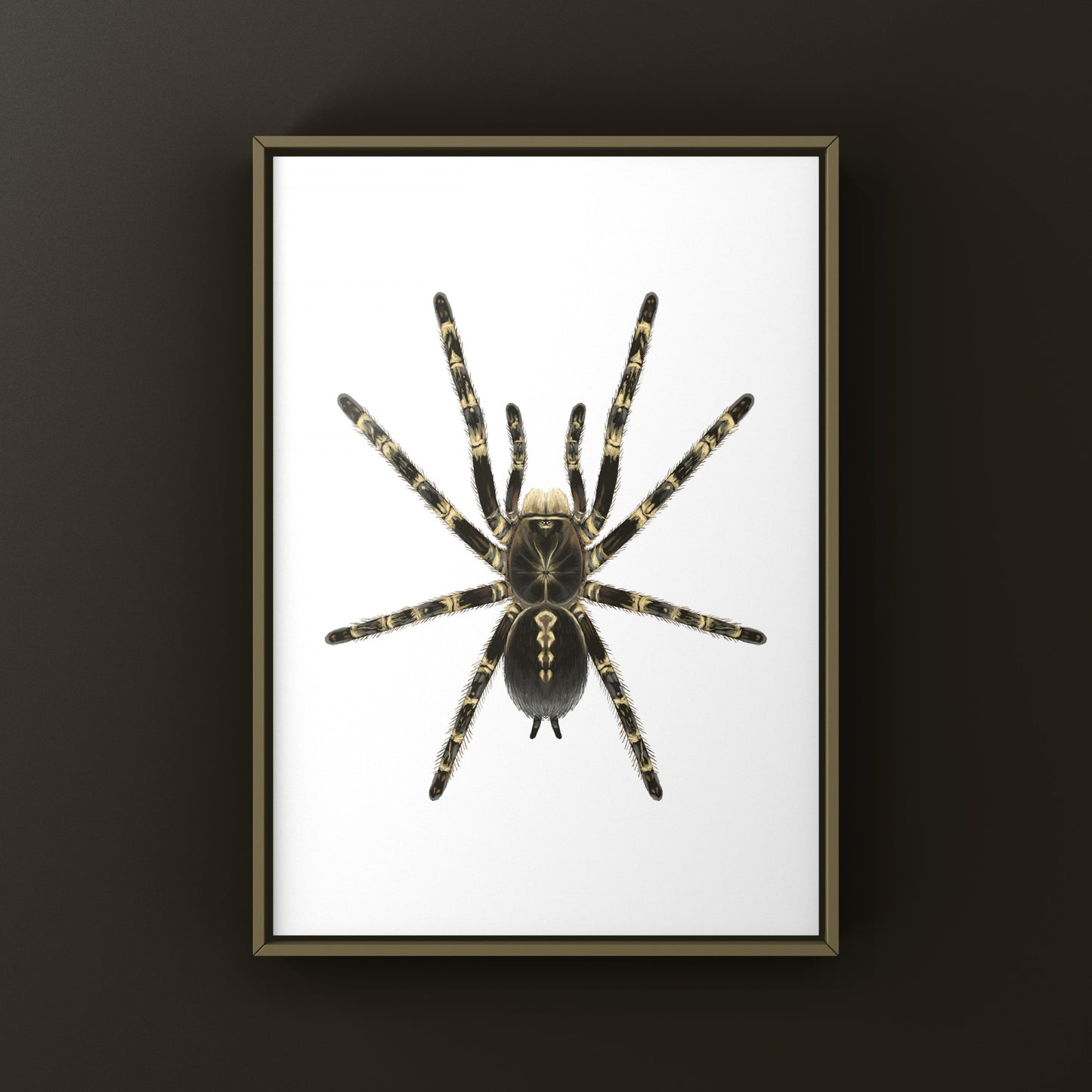 Lowland Ivory Ornamental Tarantula, Poecilotheria Subfusca ‘Lowland’, Photographic Art Print from The Silk Ranch