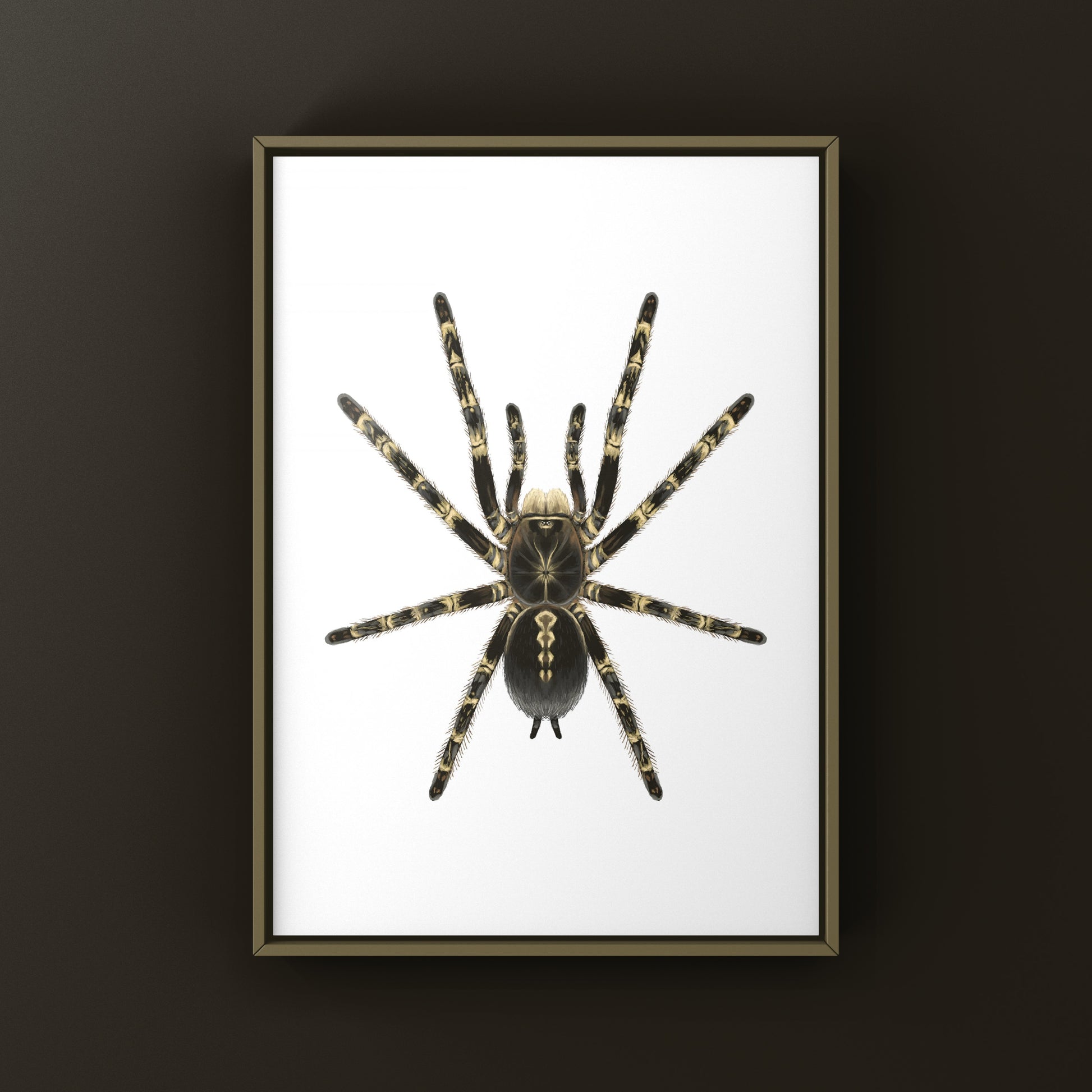Lowland Ivory Ornamental Tarantula, Poecilotheria Subfusca ‘Lowland’, Photographic Art Print from The Silk Ranch