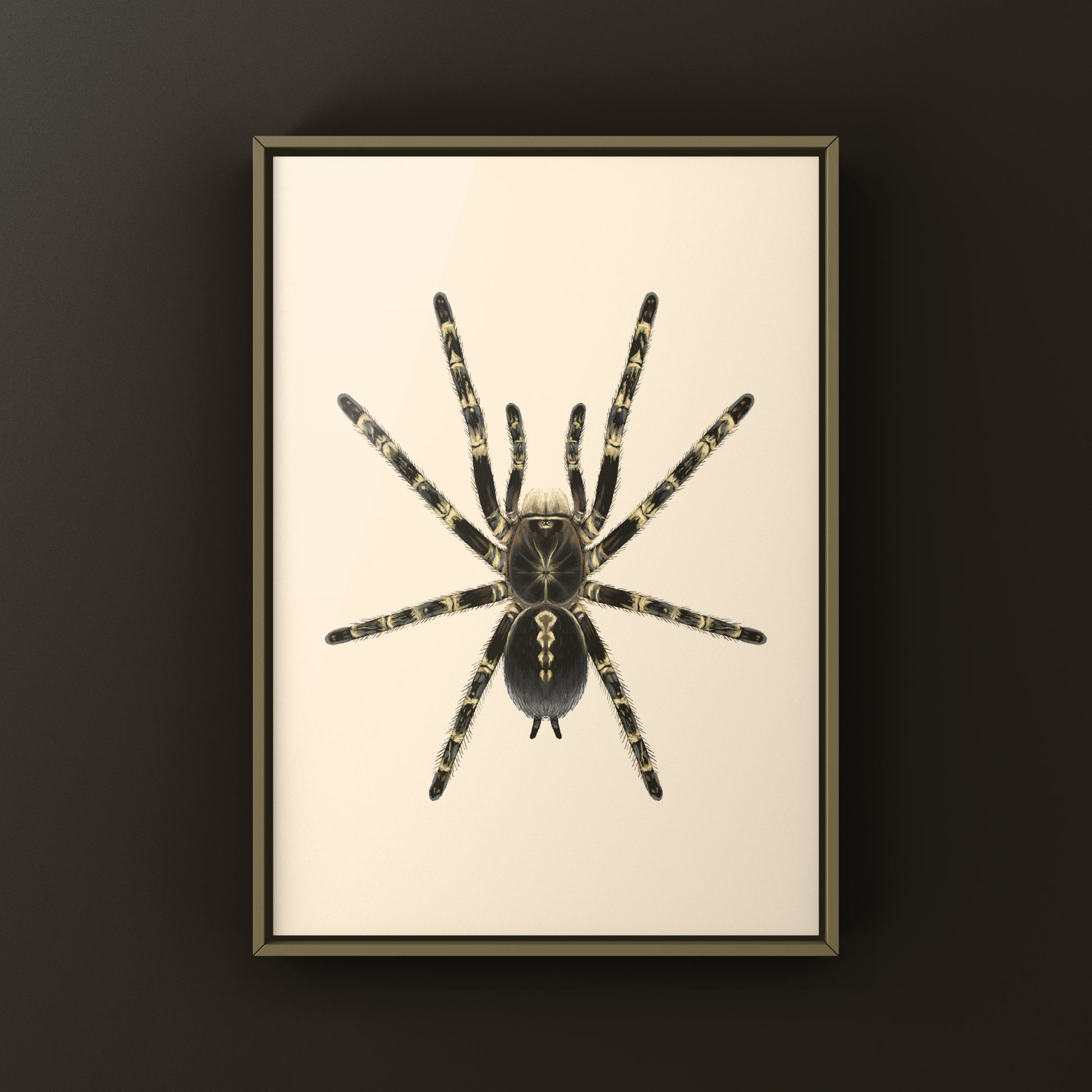 Lowland Ivory Ornamental Tarantula, Poecilotheria Subfusca ‘Lowland’, Photographic Art Print from The Silk Ranch