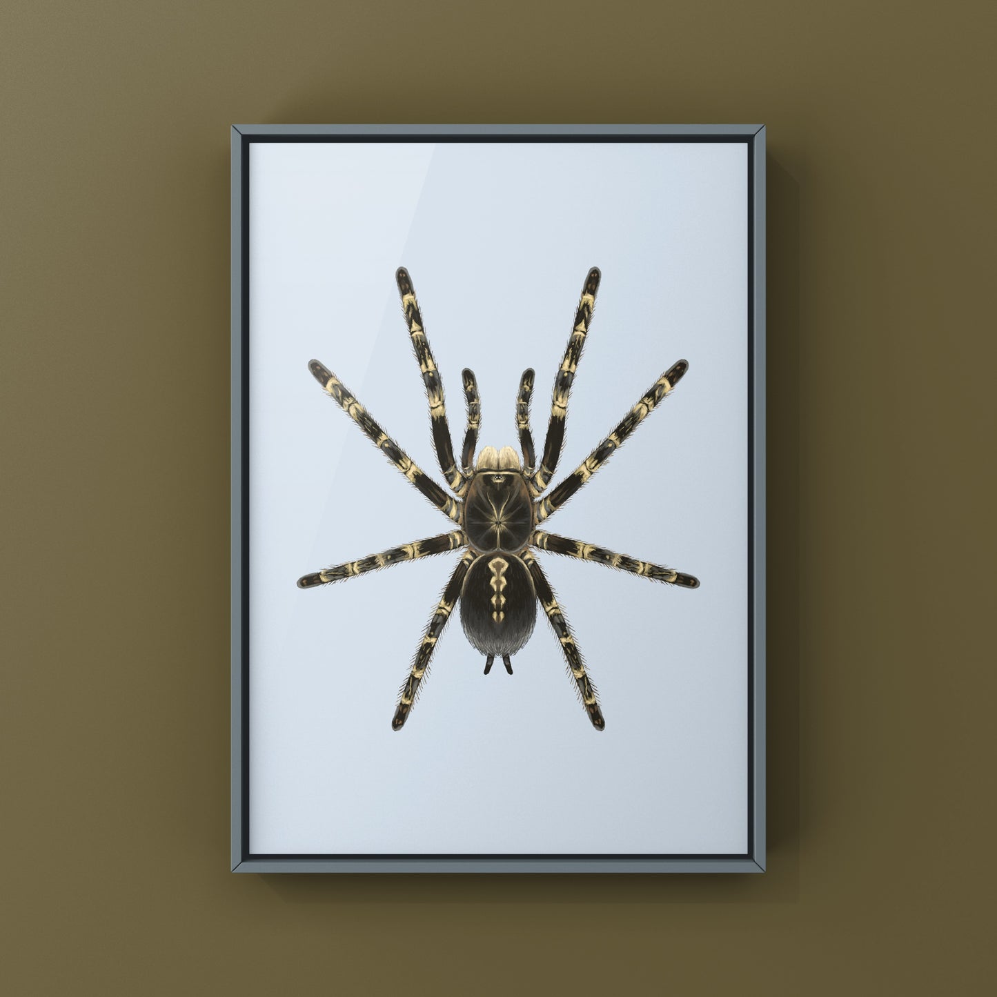 Lowland Ivory Ornamental Tarantula, Poecilotheria Subfusca ‘Lowland’, Photographic Art Print from The Silk Ranch