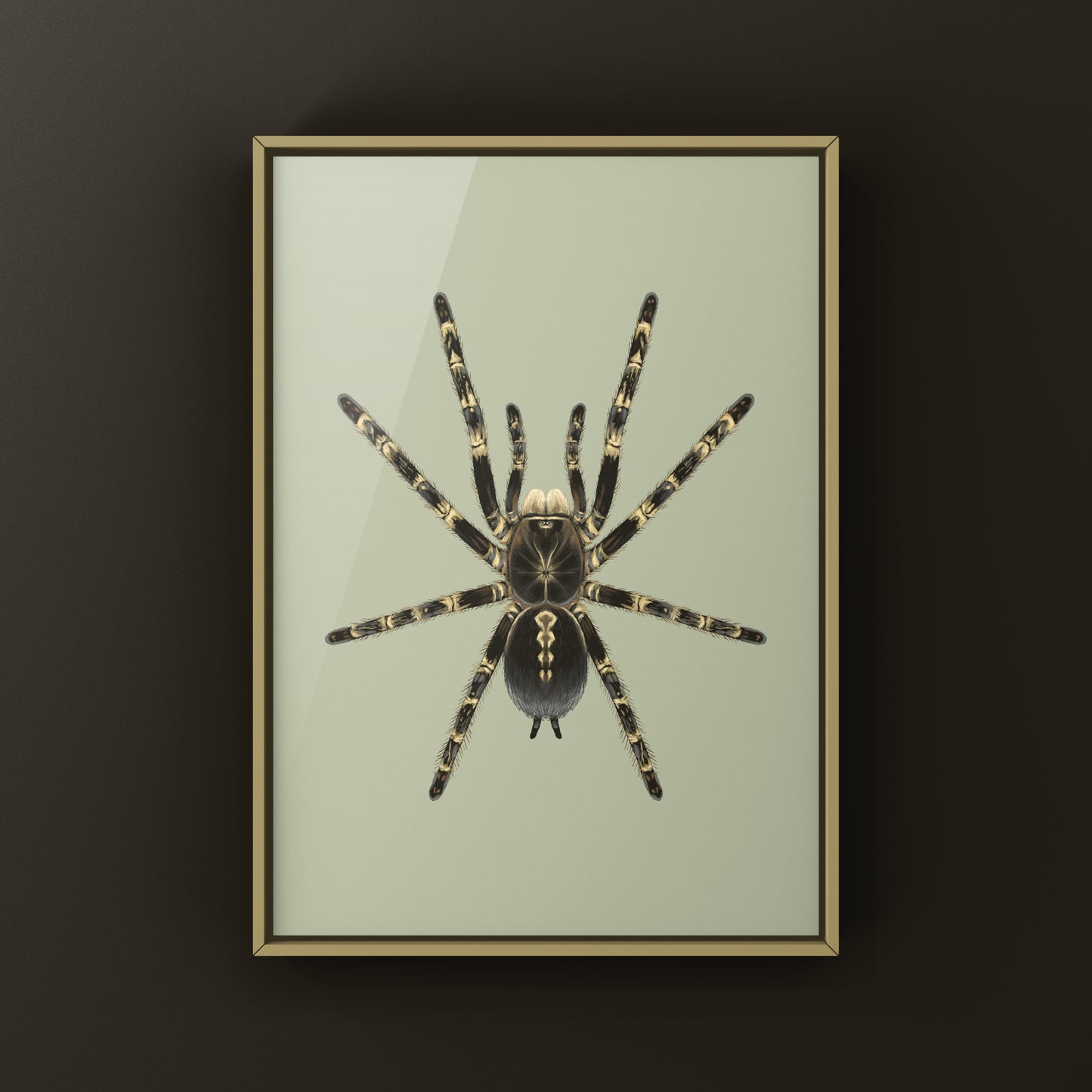 Lowland Ivory Ornamental Tarantula, Poecilotheria Subfusca ‘Lowland’, Photographic Art Print from The Silk Ranch