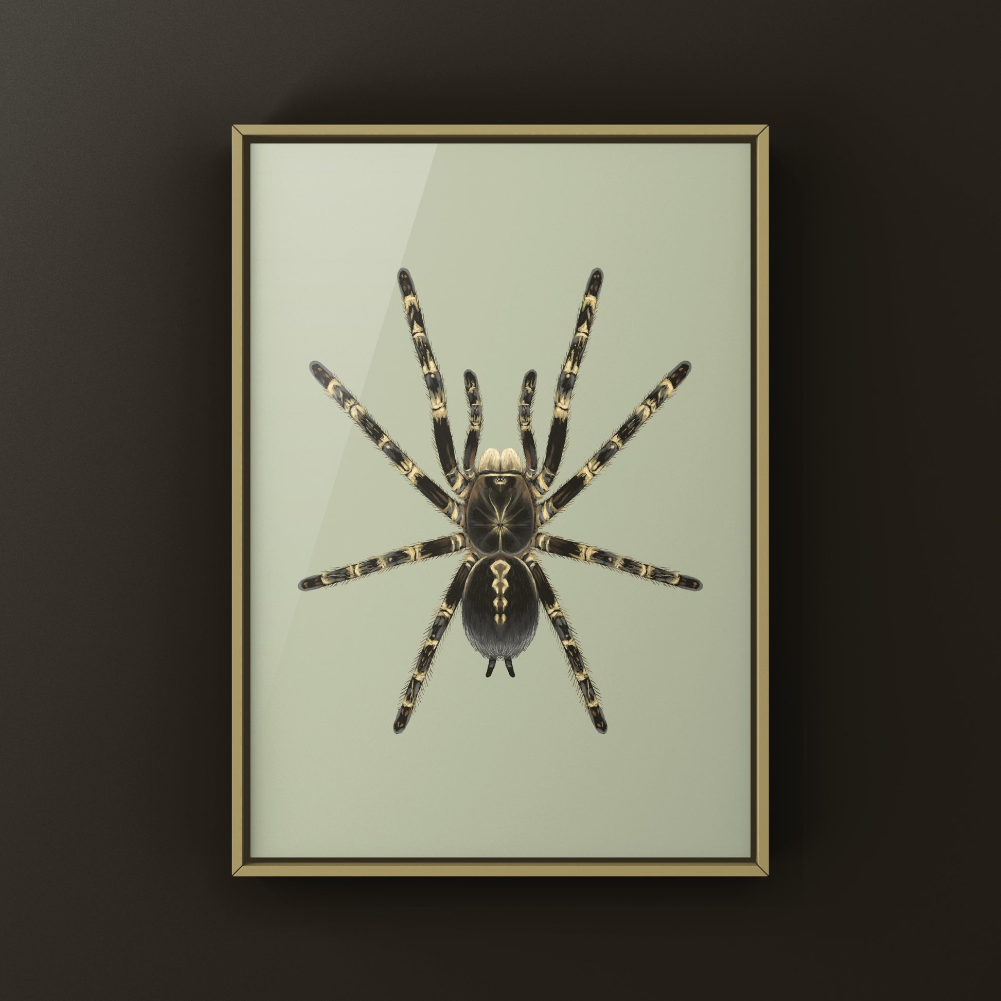 Lowland Ivory Ornamental Tarantula, Poecilotheria Subfusca ‘Lowland’, Photographic Art Print from The Silk Ranch