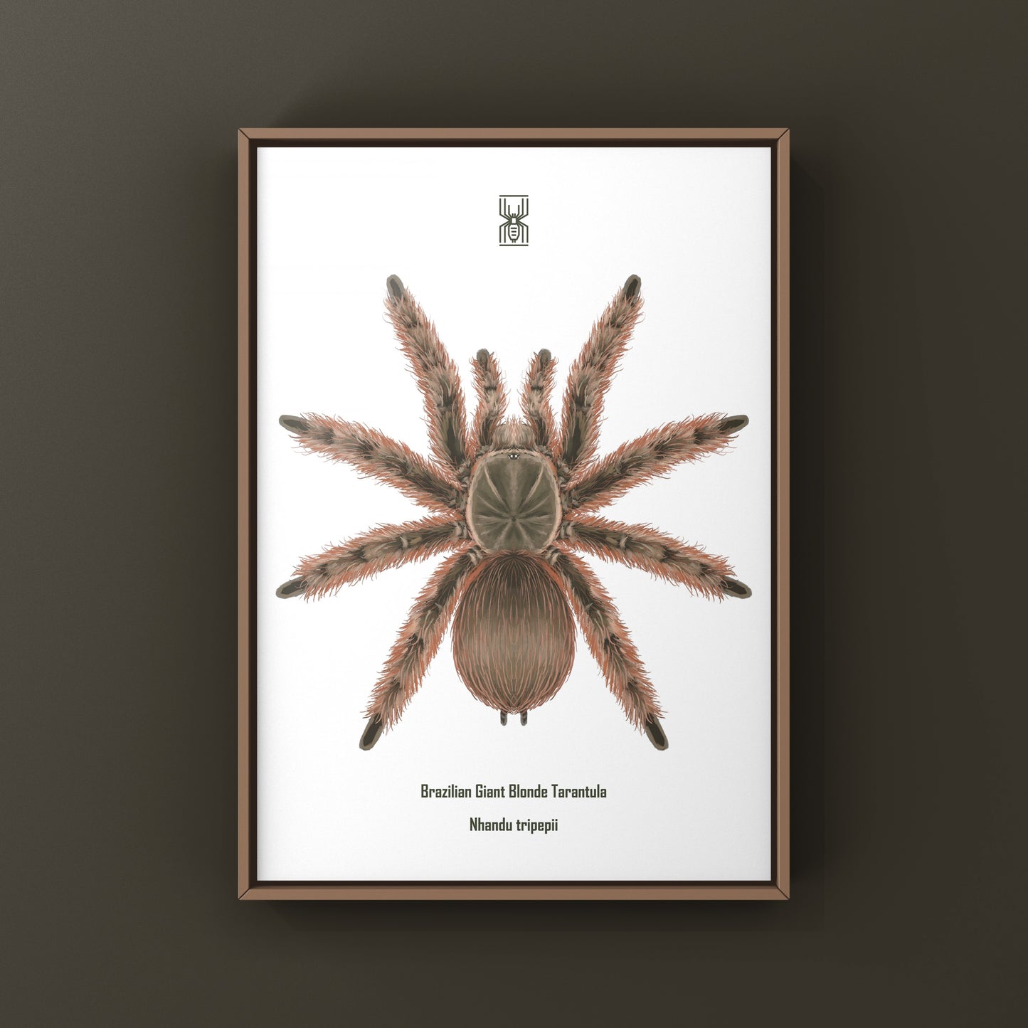 Brazilian Giant Blonde Tarantula, Nhandu Tripepii, Photographic Art Print from The Silk Ranch
