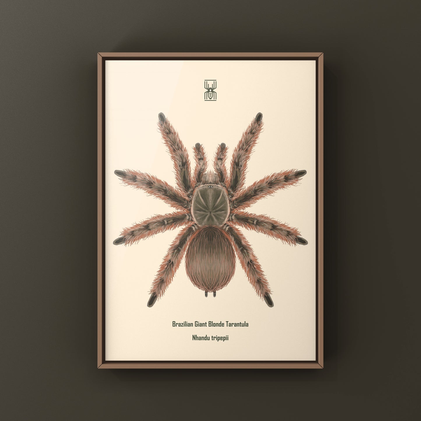 Brazilian Giant Blonde Tarantula, Nhandu Tripepii, Photographic Art Print from The Silk Ranch