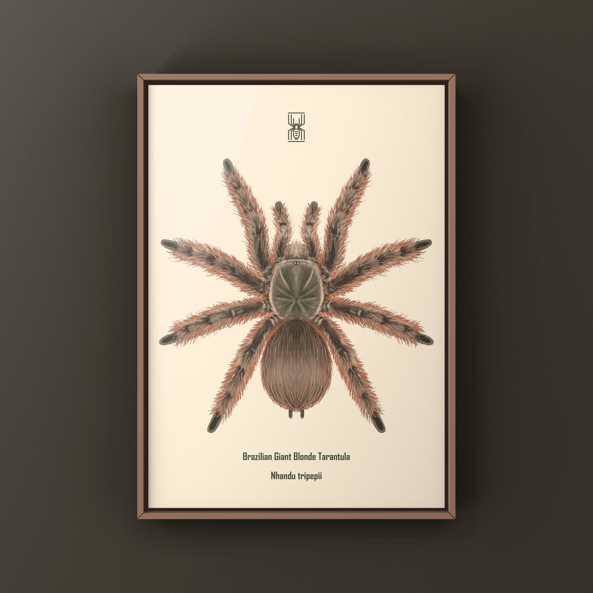 Brazilian Giant Blonde Tarantula, Nhandu Tripepii, Photographic Art Print from The Silk Ranch