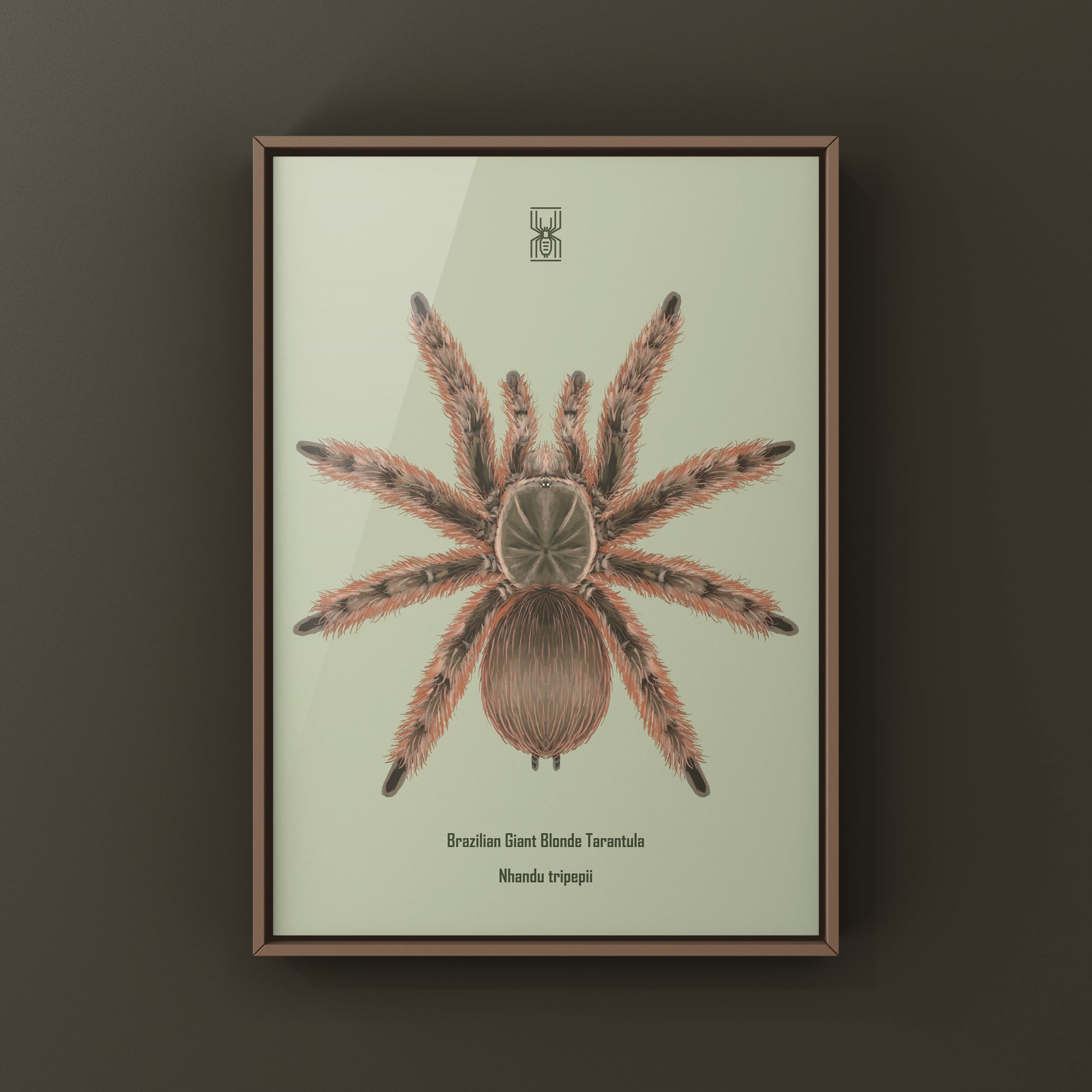 Brazilian Giant Blonde Tarantula, Nhandu Tripepii, Photographic Art Print from The Silk Ranch