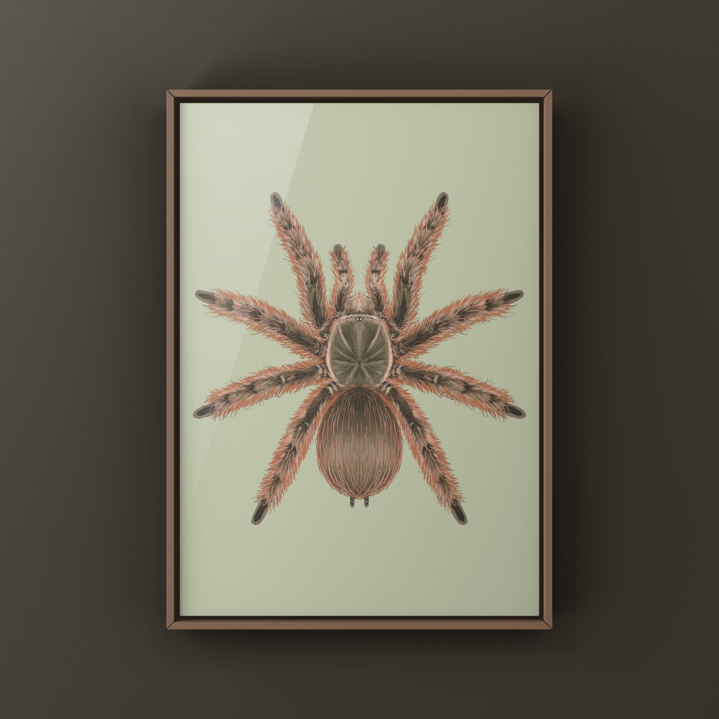 Brazilian Giant Blonde Tarantula, Nhandu Tripepii, Photographic Art Print from The Silk Ranch