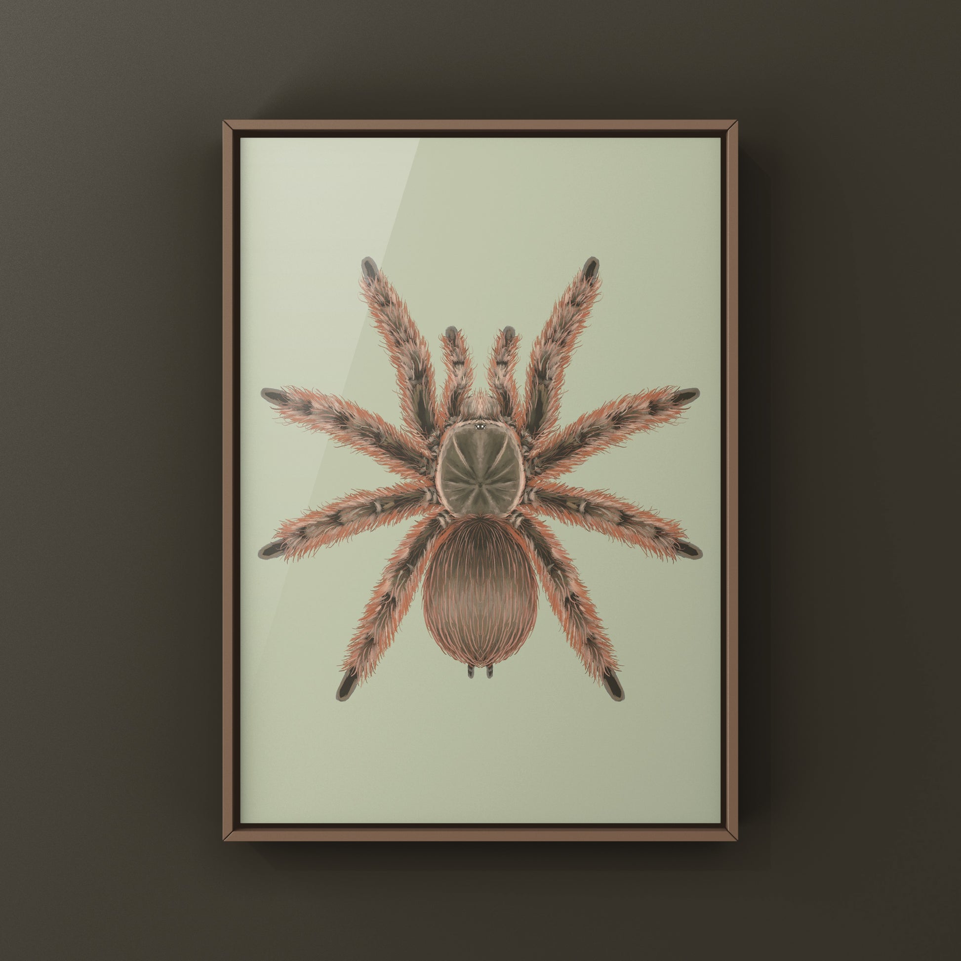 Brazilian Giant Blonde Tarantula, Nhandu Tripepii, Photographic Art Print from The Silk Ranch