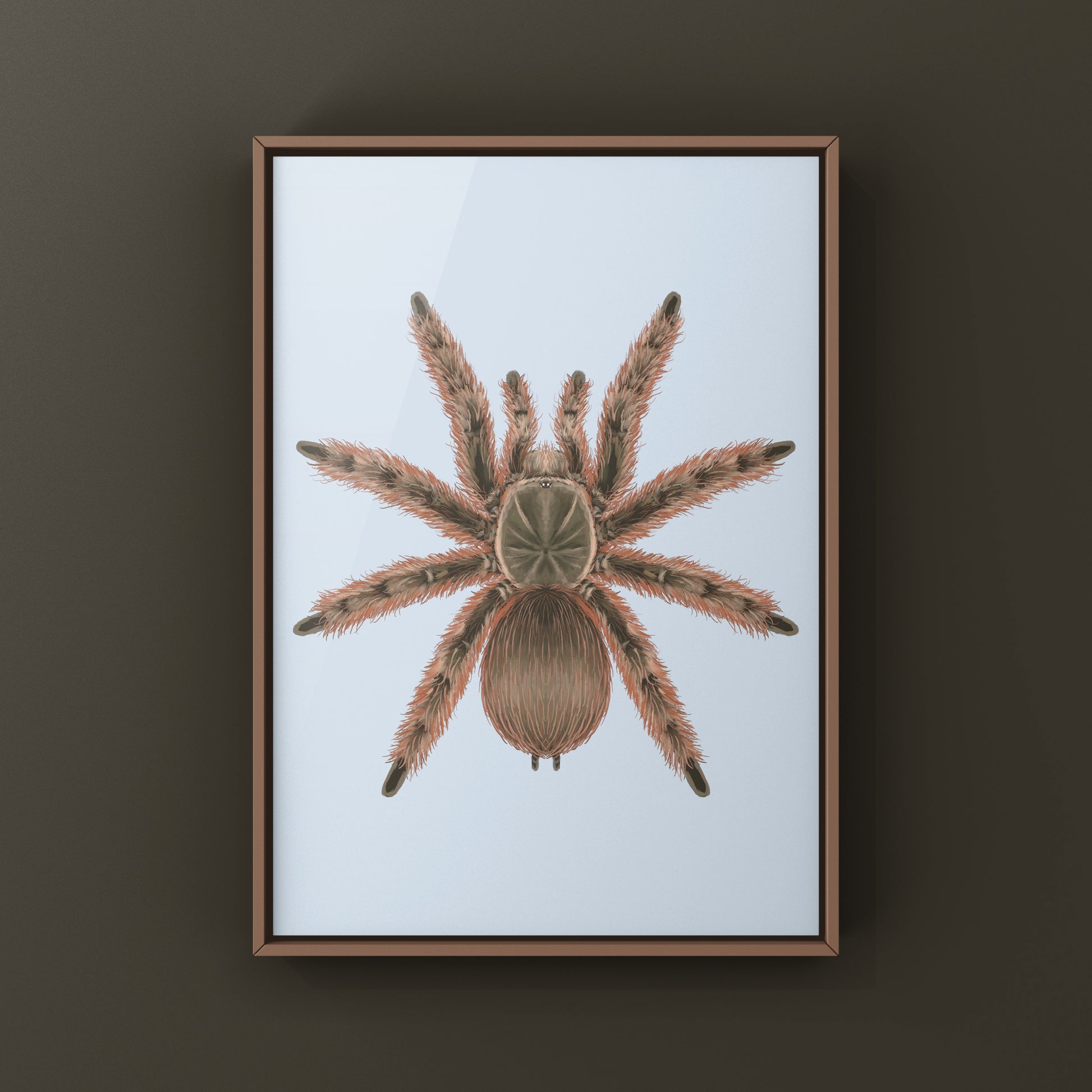 Brazilian Giant Blonde Tarantula, Nhandu Tripepii, Photographic Art Print from The Silk Ranch