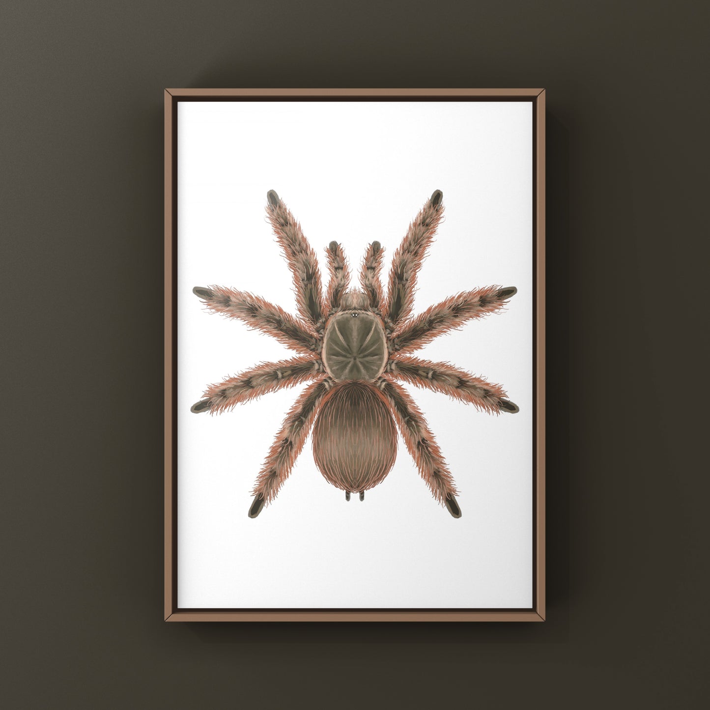 Brazilian Giant Blonde Tarantula, Nhandu Tripepii, Photographic Art Print from The Silk Ranch