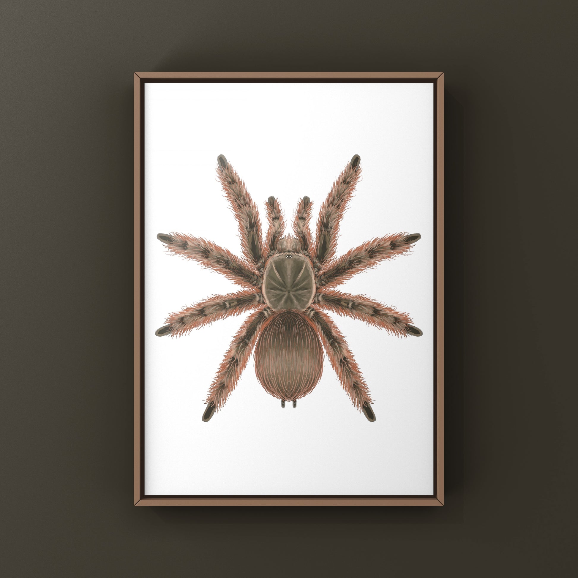Brazilian Giant Blonde Tarantula, Nhandu Tripepii, Photographic Art Print from The Silk Ranch