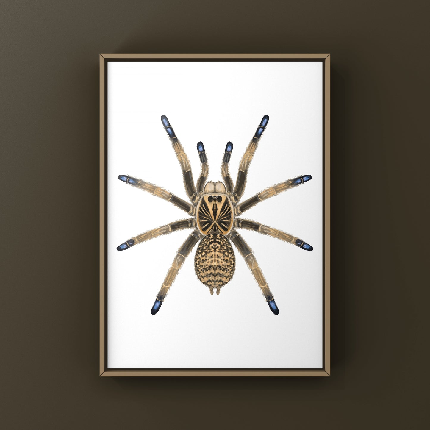Blue Foot Baboon Tarantula, Idiothele Mira, Photographic Art Print from The Silk Ranch