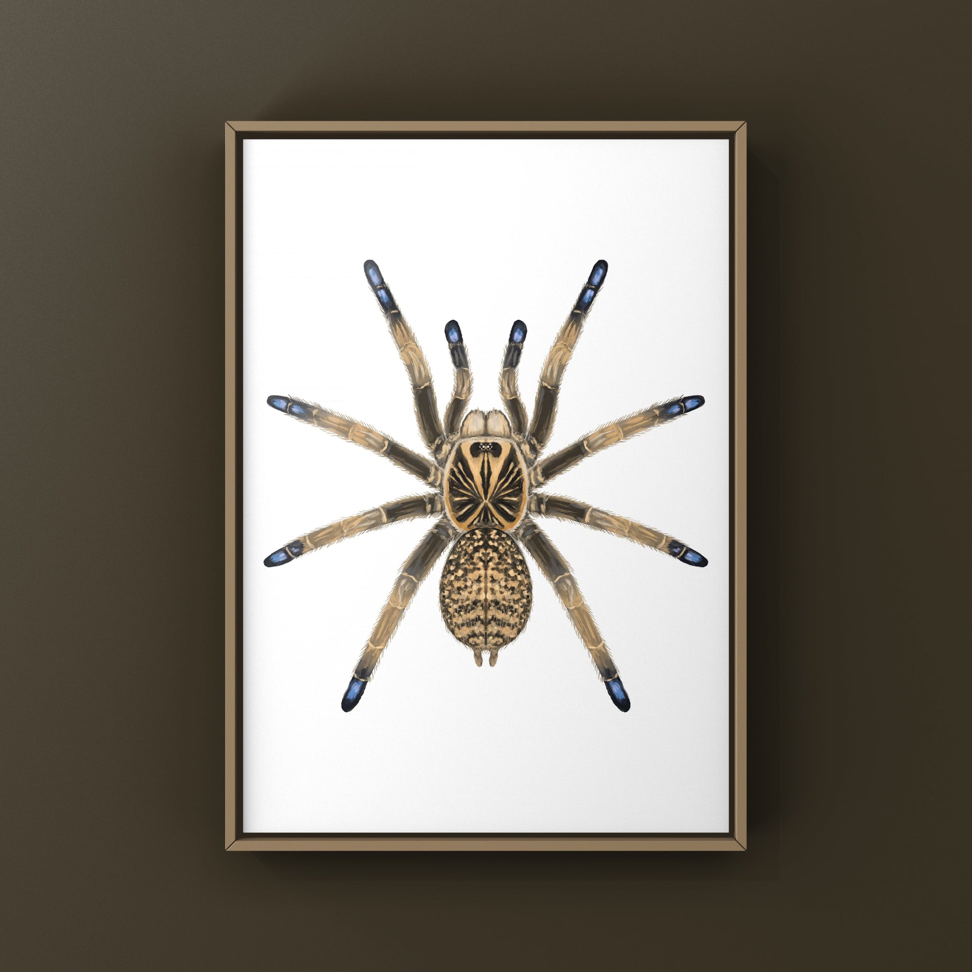 Blue Foot Baboon Tarantula, Idiothele Mira, Photographic Art Print from The Silk Ranch