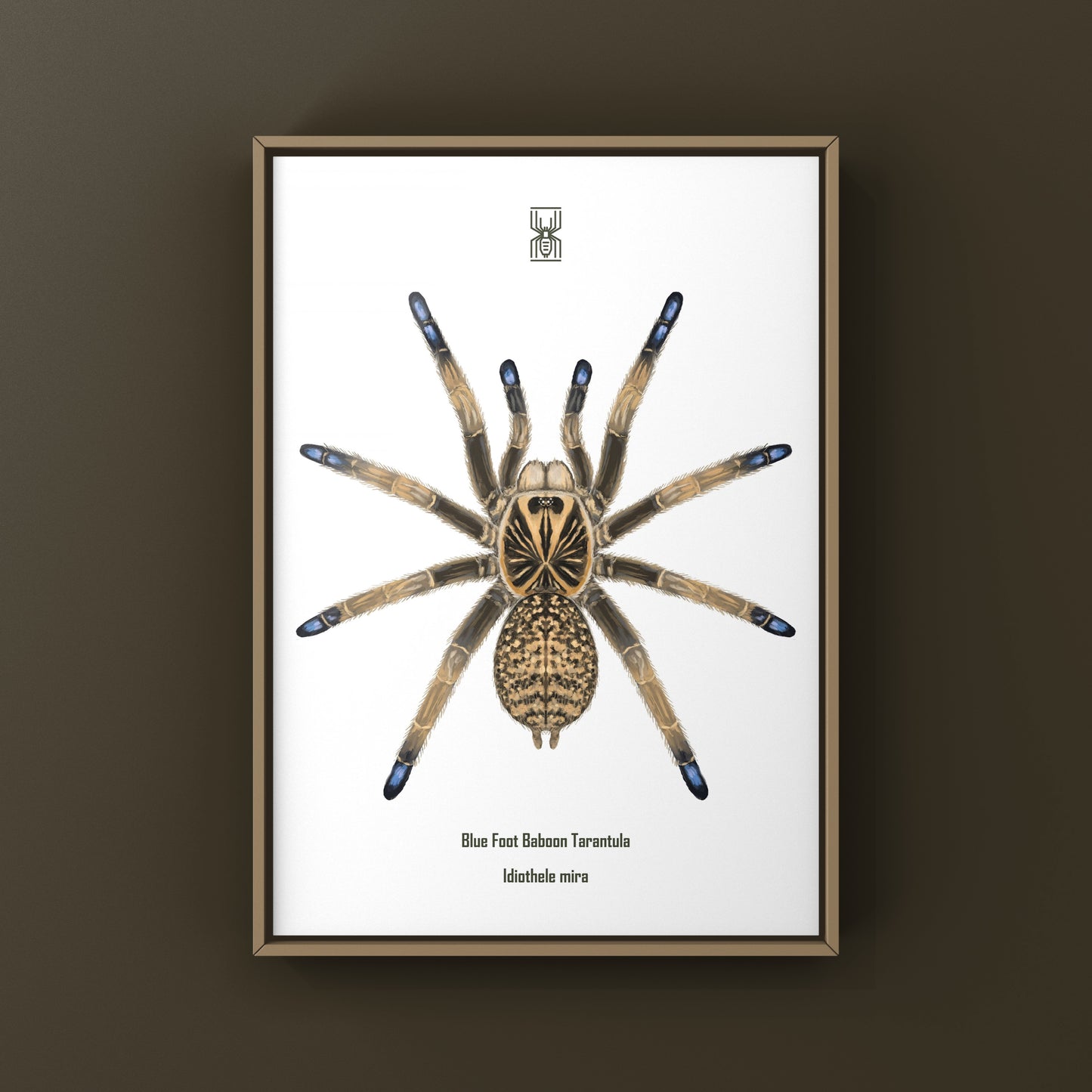 Blue Foot Baboon Tarantula, Idiothele Mira, Photographic Art Print from The Silk Ranch