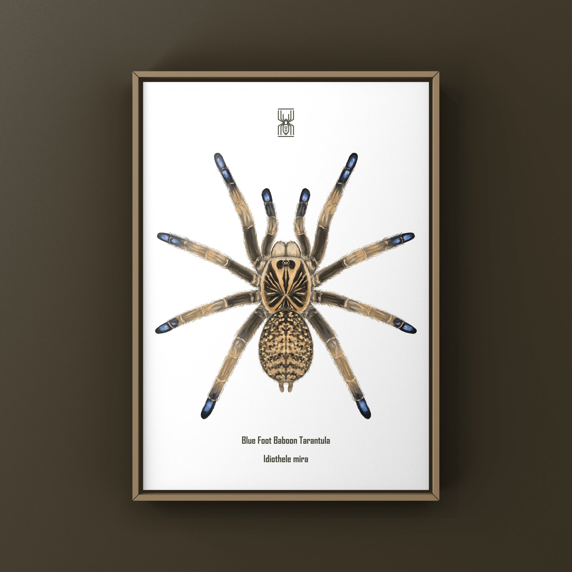 Blue Foot Baboon Tarantula, Idiothele Mira, Photographic Art Print from The Silk Ranch