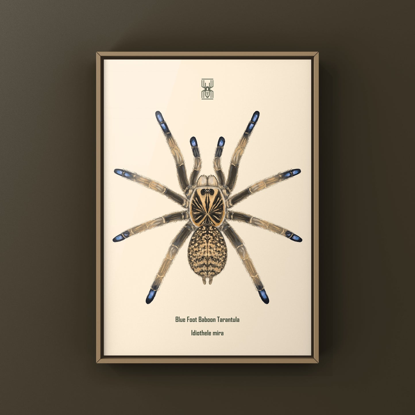 Blue Foot Baboon Tarantula, Idiothele Mira, Photographic Art Print from The Silk Ranch
