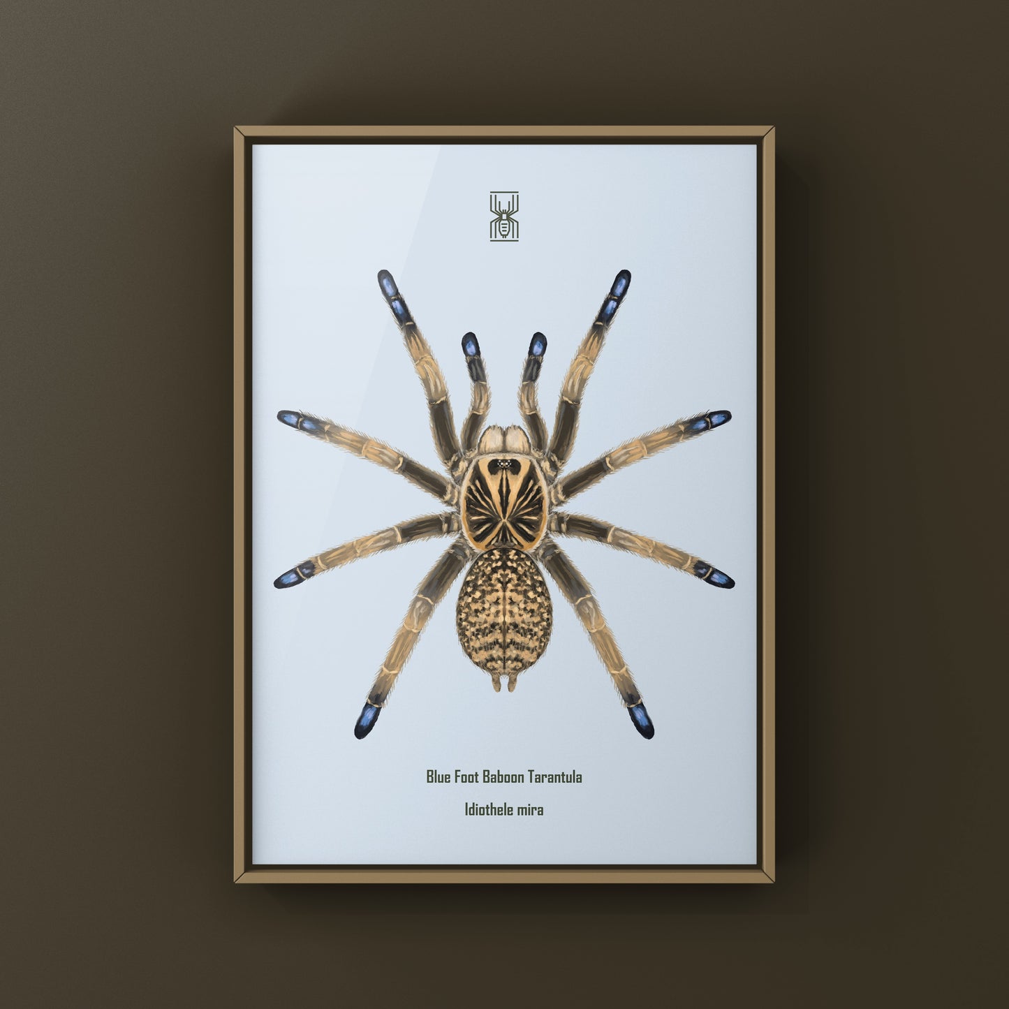 Blue Foot Baboon Tarantula, Idiothele Mira, Photographic Art Print from The Silk Ranch