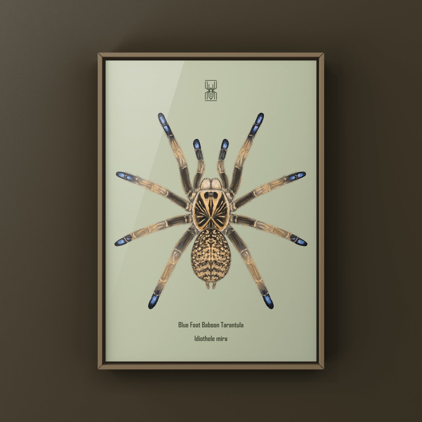 Blue Foot Baboon Tarantula, Idiothele Mira, Photographic Art Print from The Silk Ranch