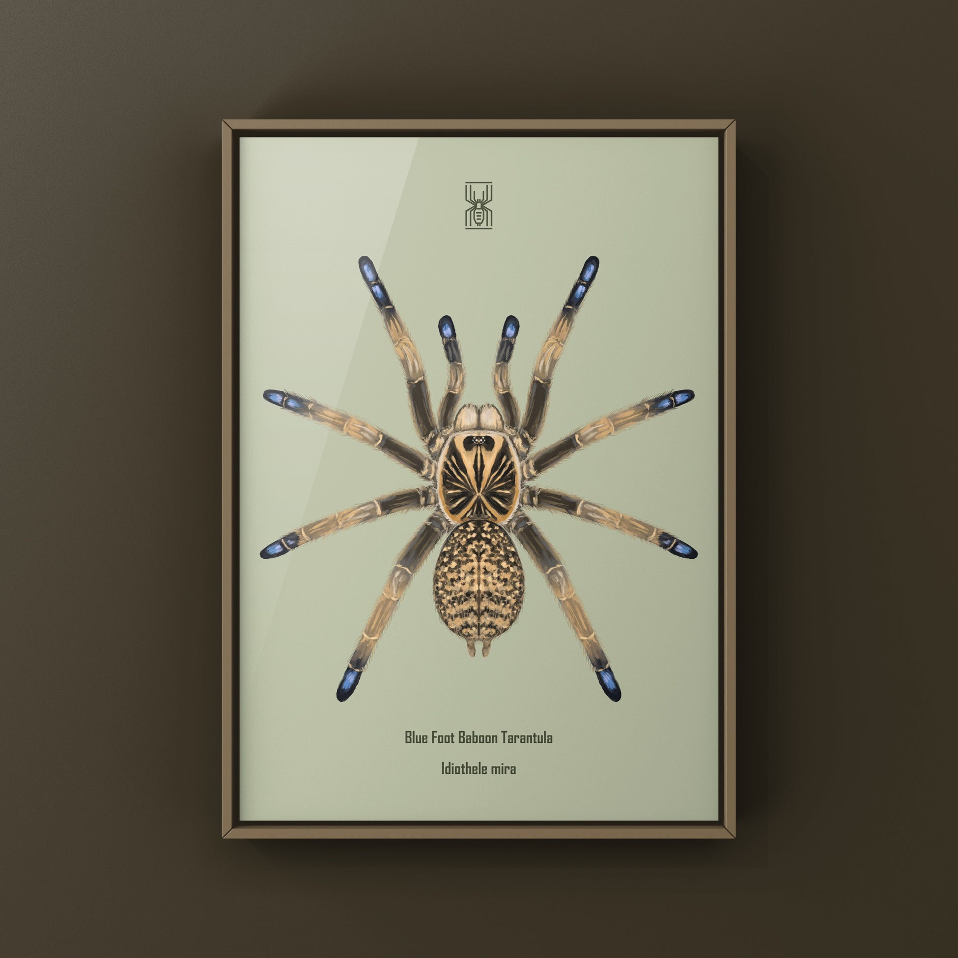 Blue Foot Baboon Tarantula, Idiothele Mira, Photographic Art Print from The Silk Ranch