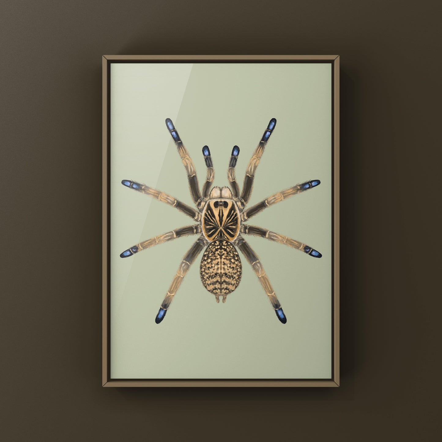Blue Foot Baboon Tarantula, Idiothele Mira, Photographic Art Print from The Silk Ranch