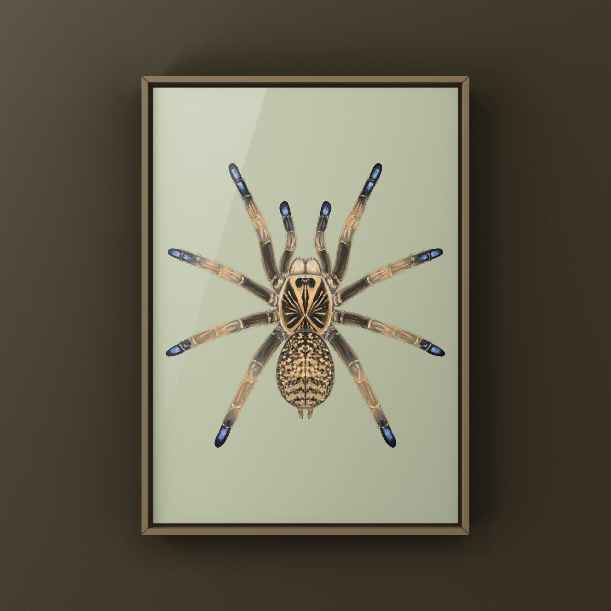 Blue Foot Baboon Tarantula, Idiothele Mira, Photographic Art Print from The Silk Ranch