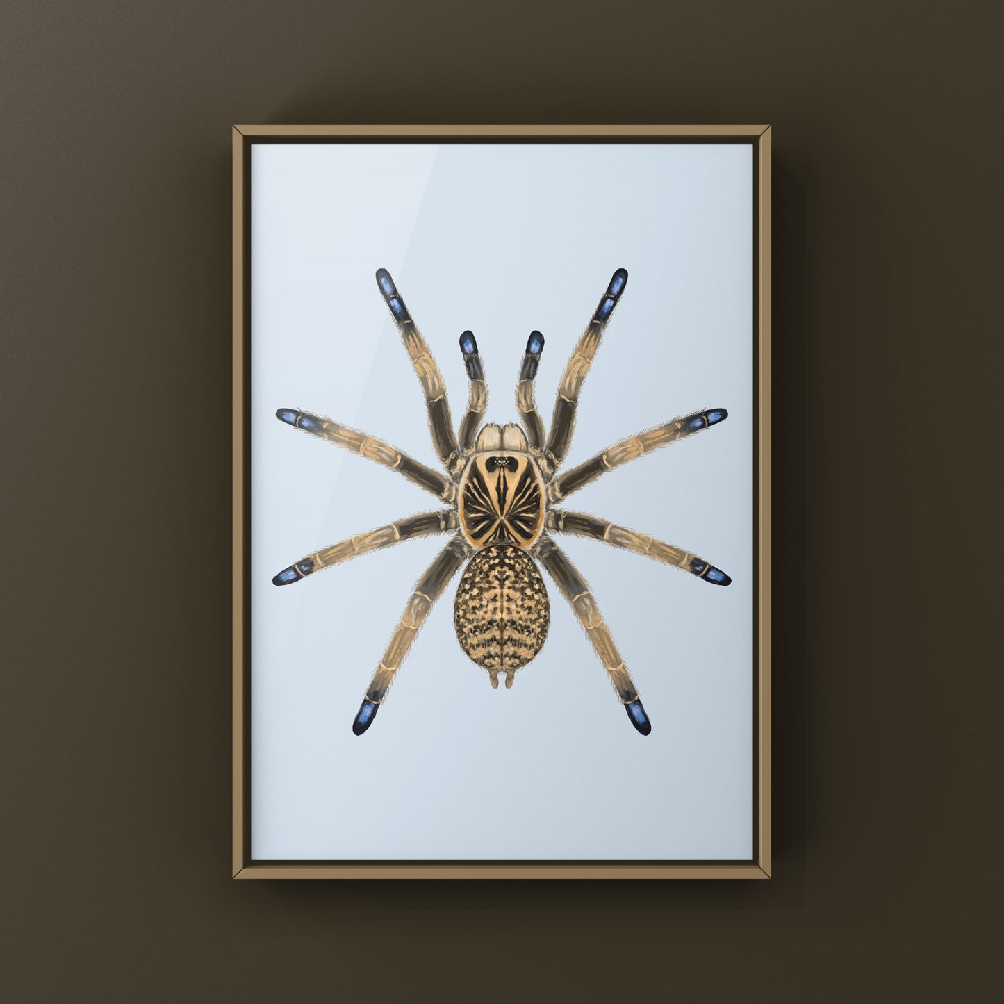 Blue Foot Baboon Tarantula, Idiothele Mira, Photographic Art Print from The Silk Ranch