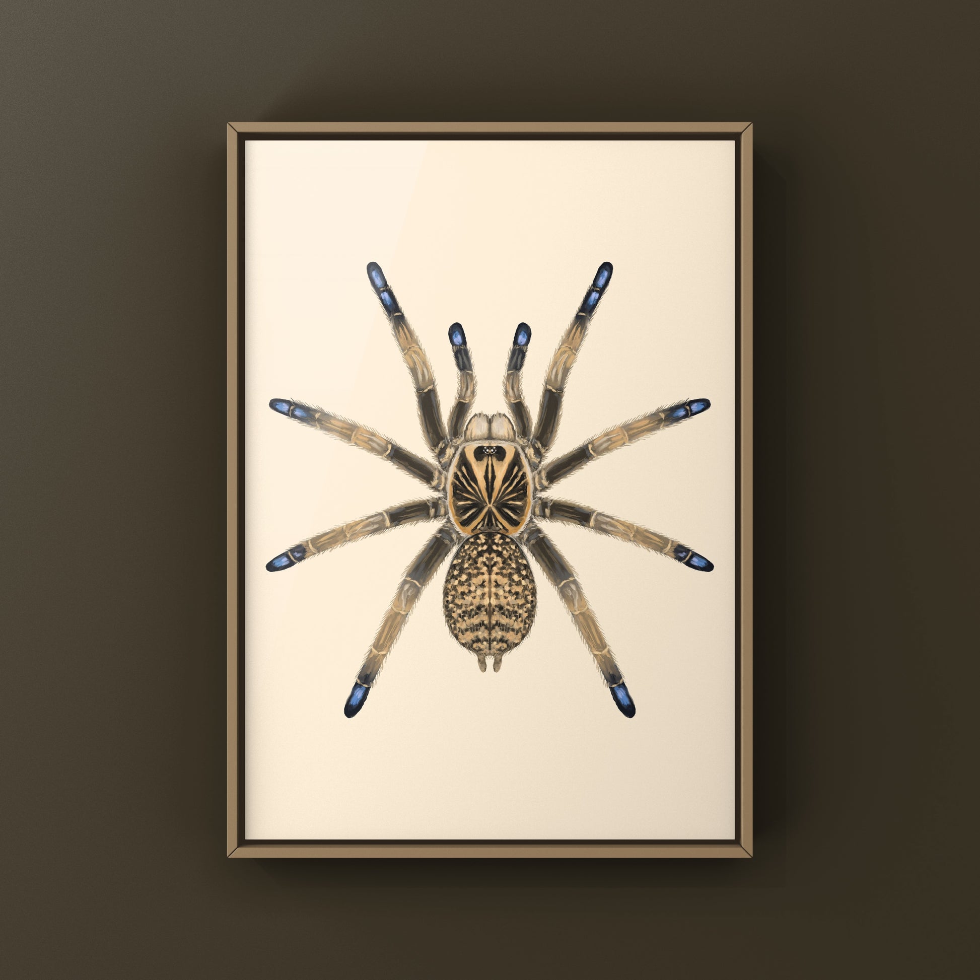Blue Foot Baboon Tarantula, Idiothele Mira, Photographic Art Print from The Silk Ranch